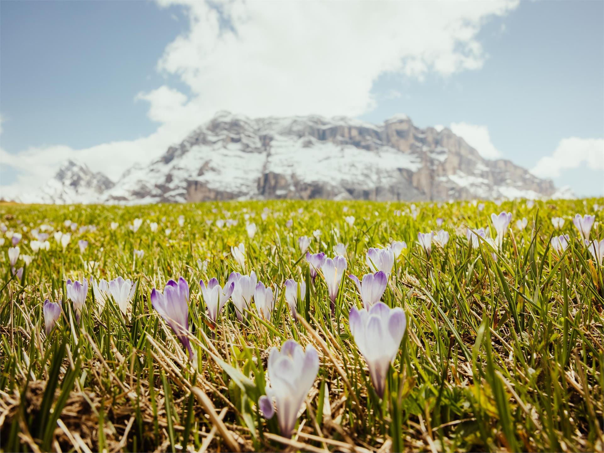 Armentara Wiesen La Val 1 suedtirol.info
