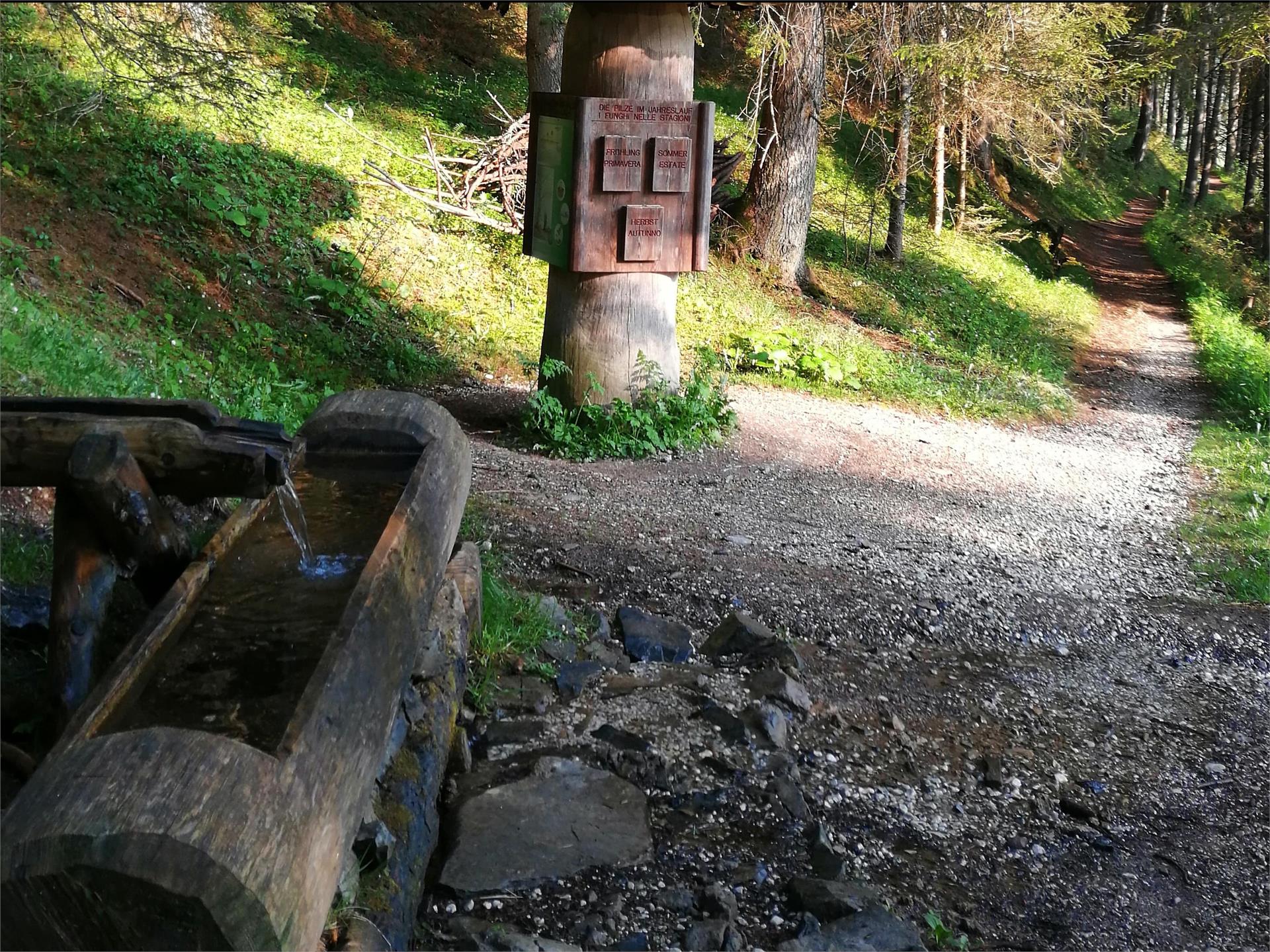 Achtsam am Berg - Brunnen Sextner Rundweg, Sexten Sexten 1 suedtirol.info