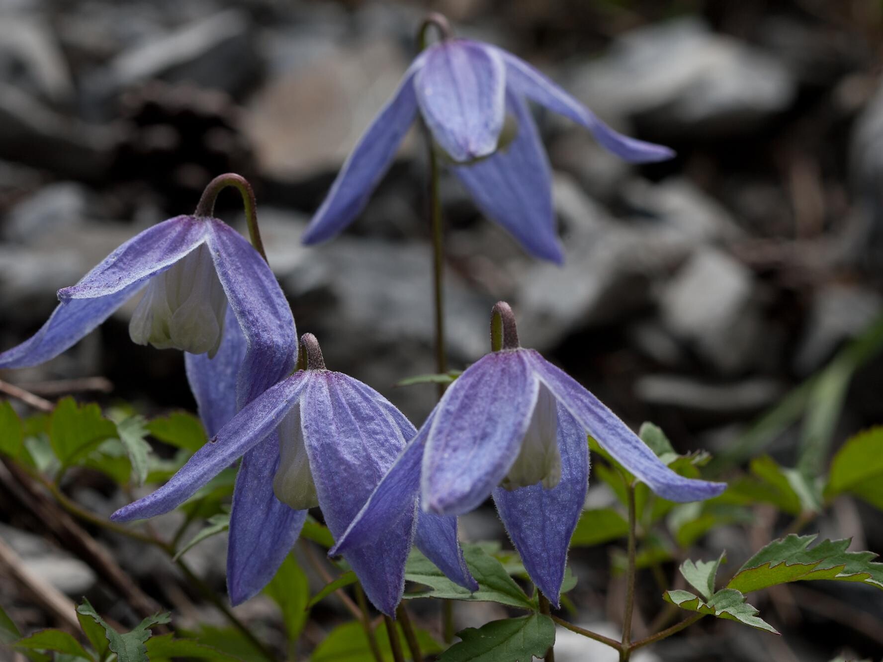 Clematis alpina