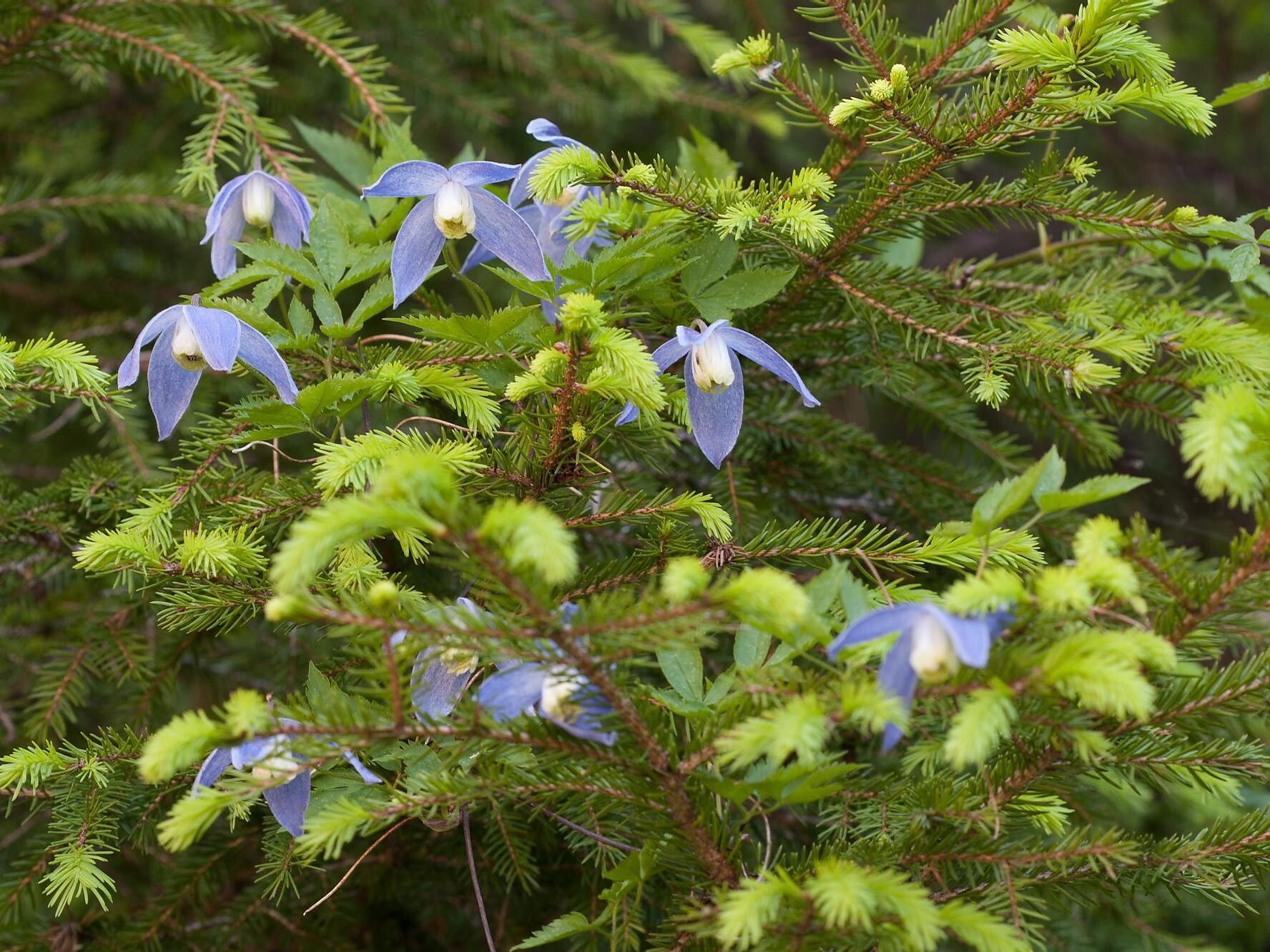 Clematis alpina