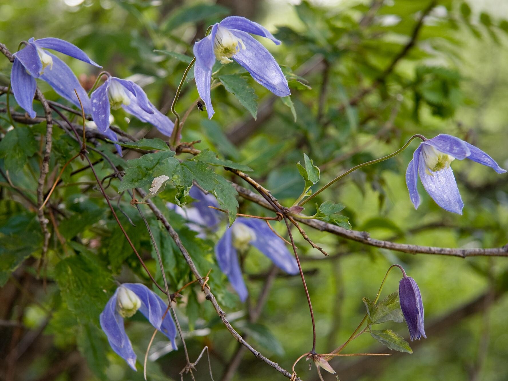 Clematis alpina