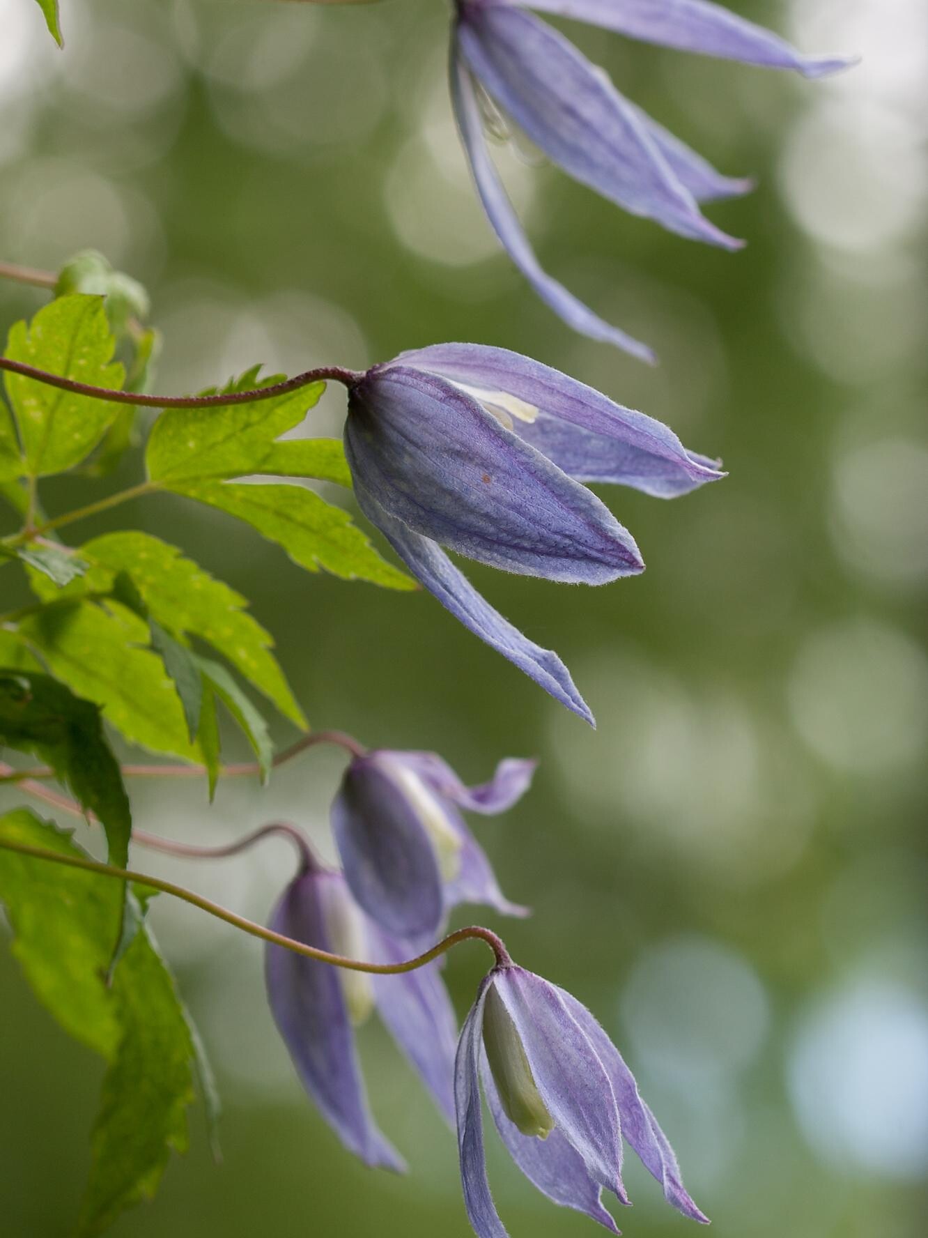 Clematis alpina
