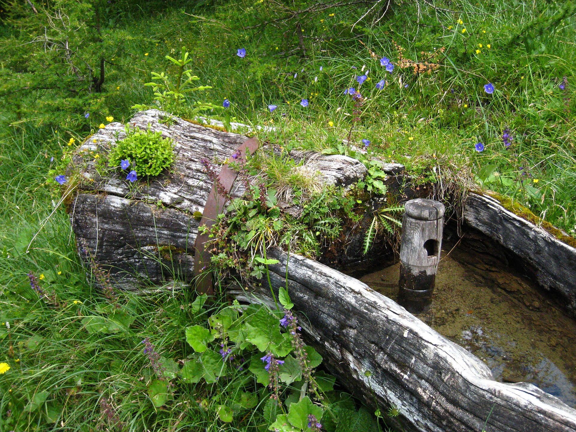 Wasser & Blumen