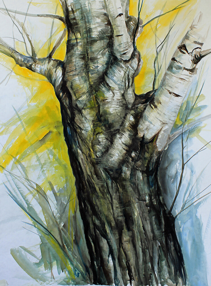 Birch