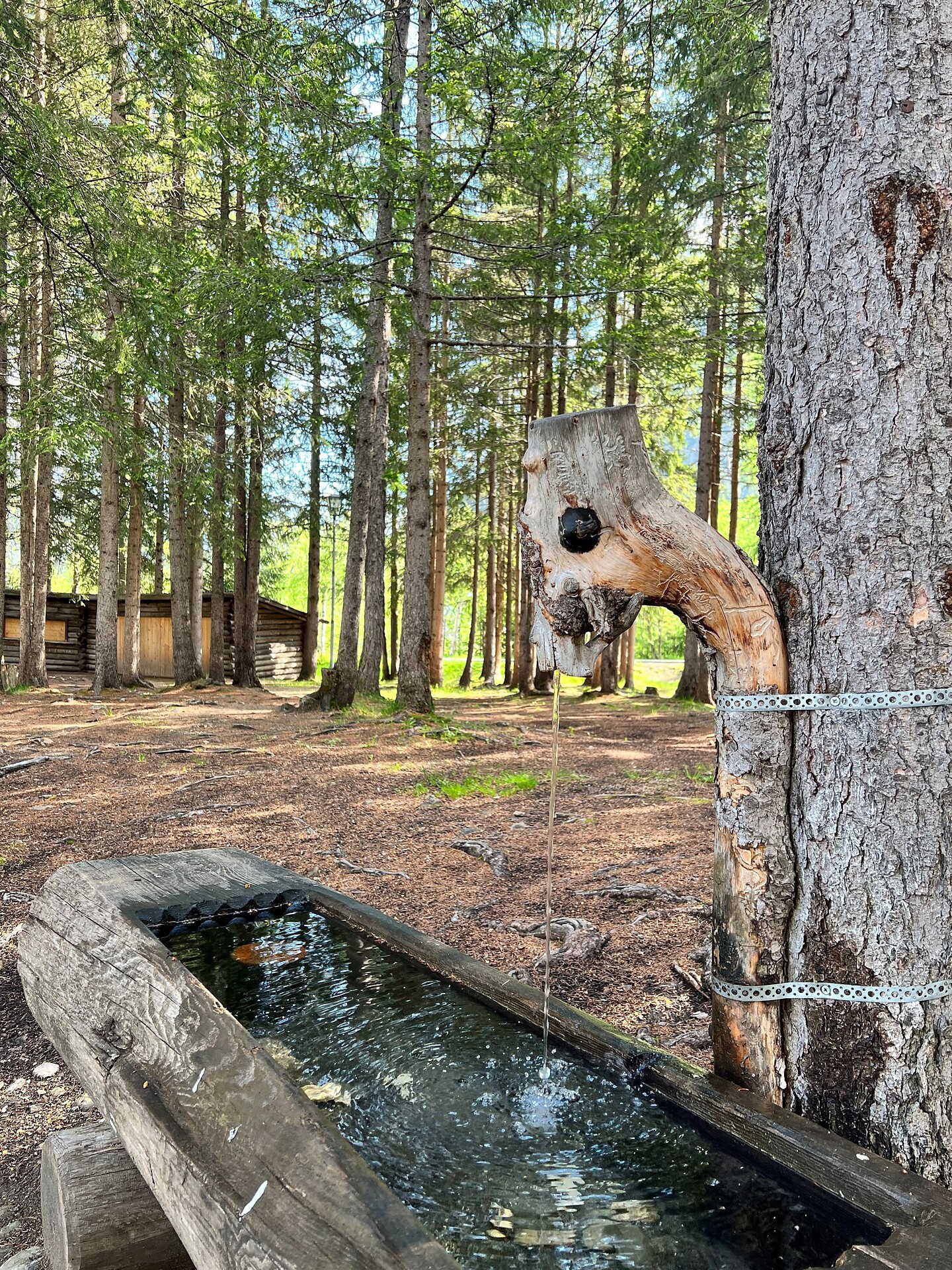 Fountain pinewood