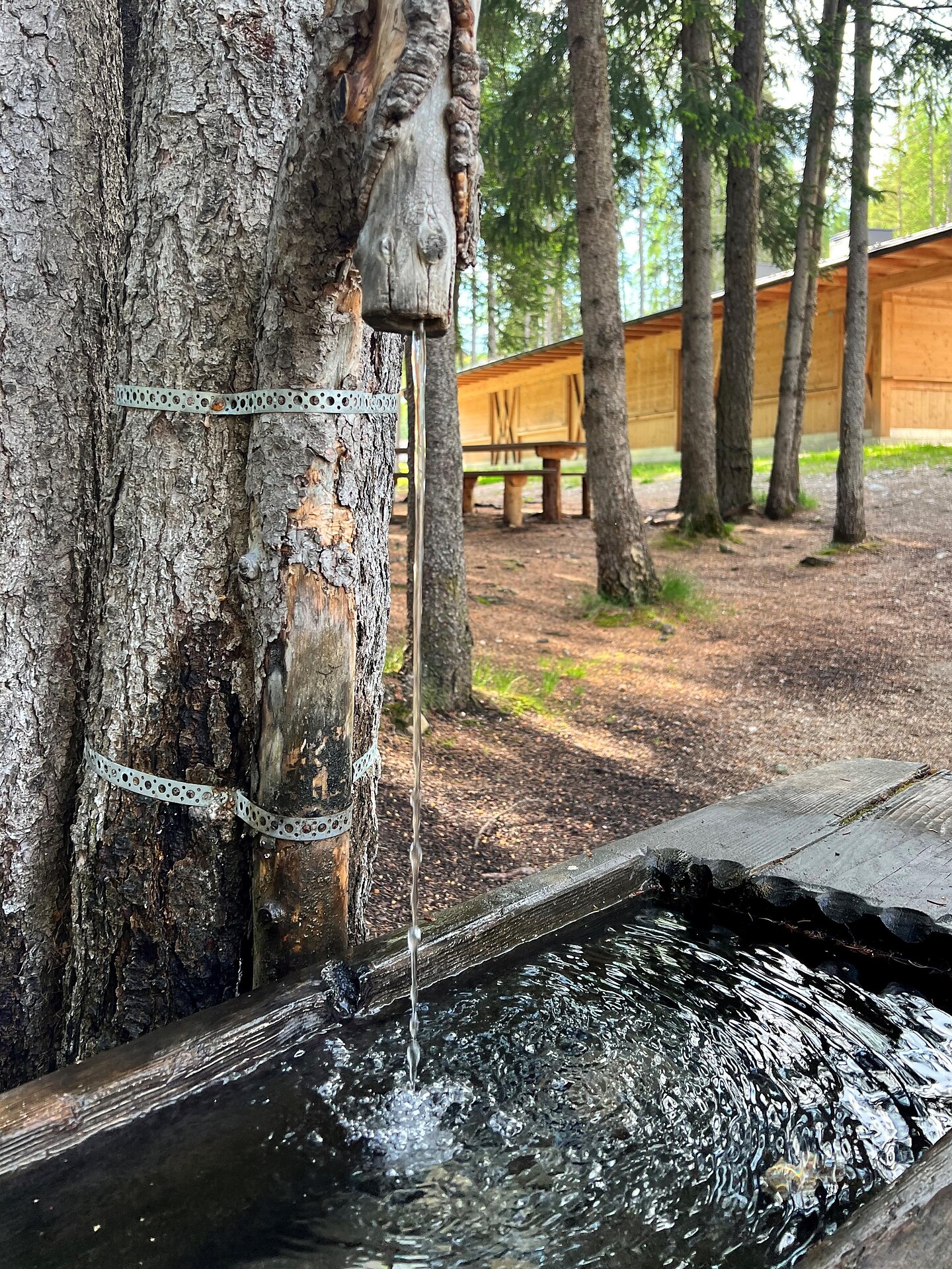 Fountain pinewood