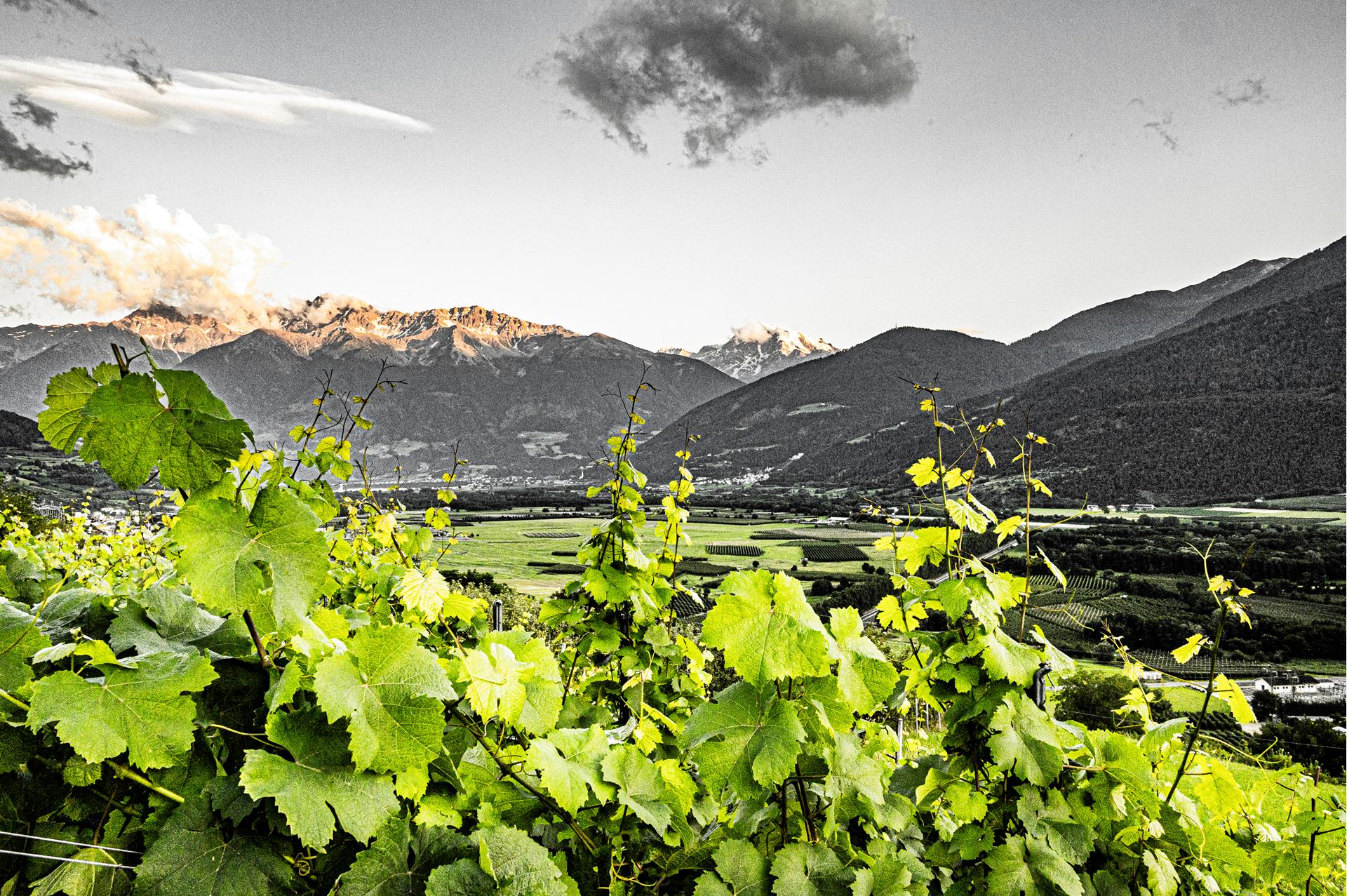 Altissimus Hedwigsberg -  - #1 - suedtirol.info