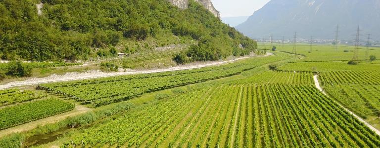 Ansitz-Tenuta CEO - Strada del Vino - #1 - suedtirol.info