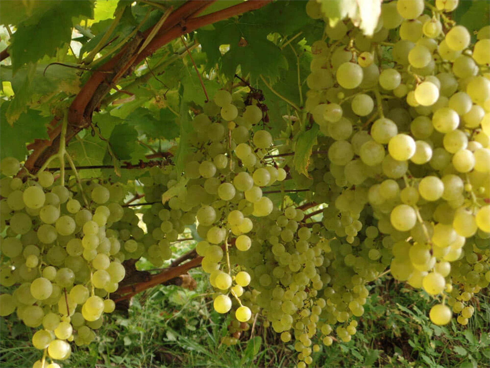 Bio-Weingut Zollweghof Lana 2 suedtirol.info