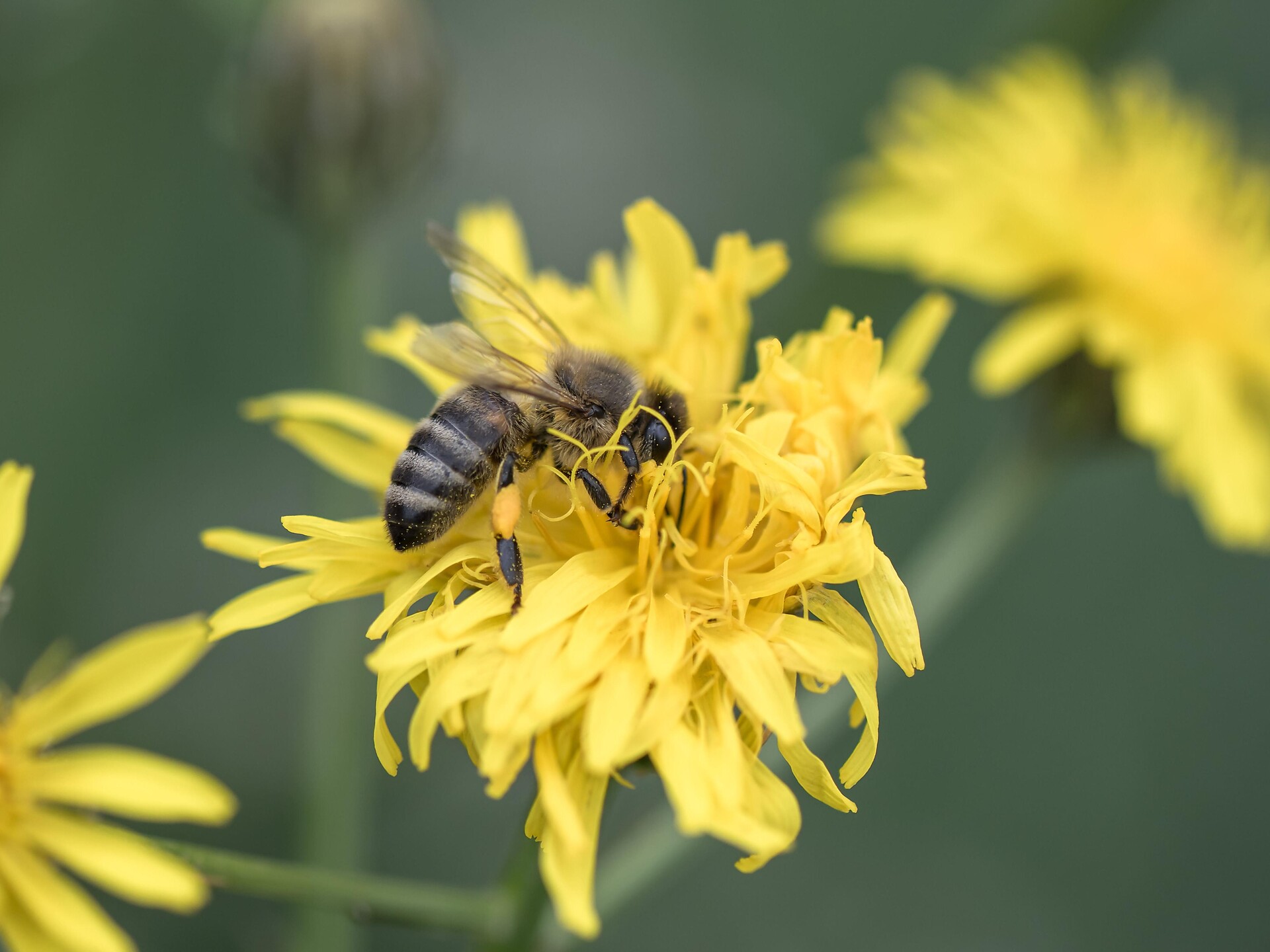Experience trail "BeeForest" - Dolomites Region Eggental - #3 - suedtirol.info