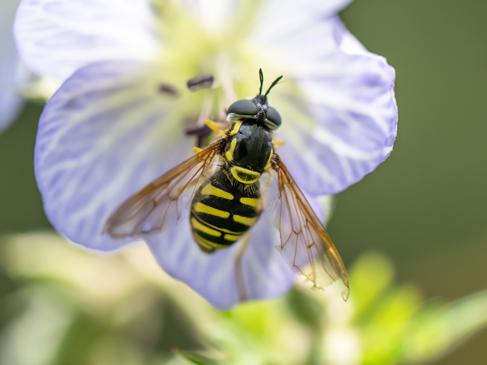 Experience trail "BeeForest" - Dolomites Region Eggental - #6 - suedtirol.info