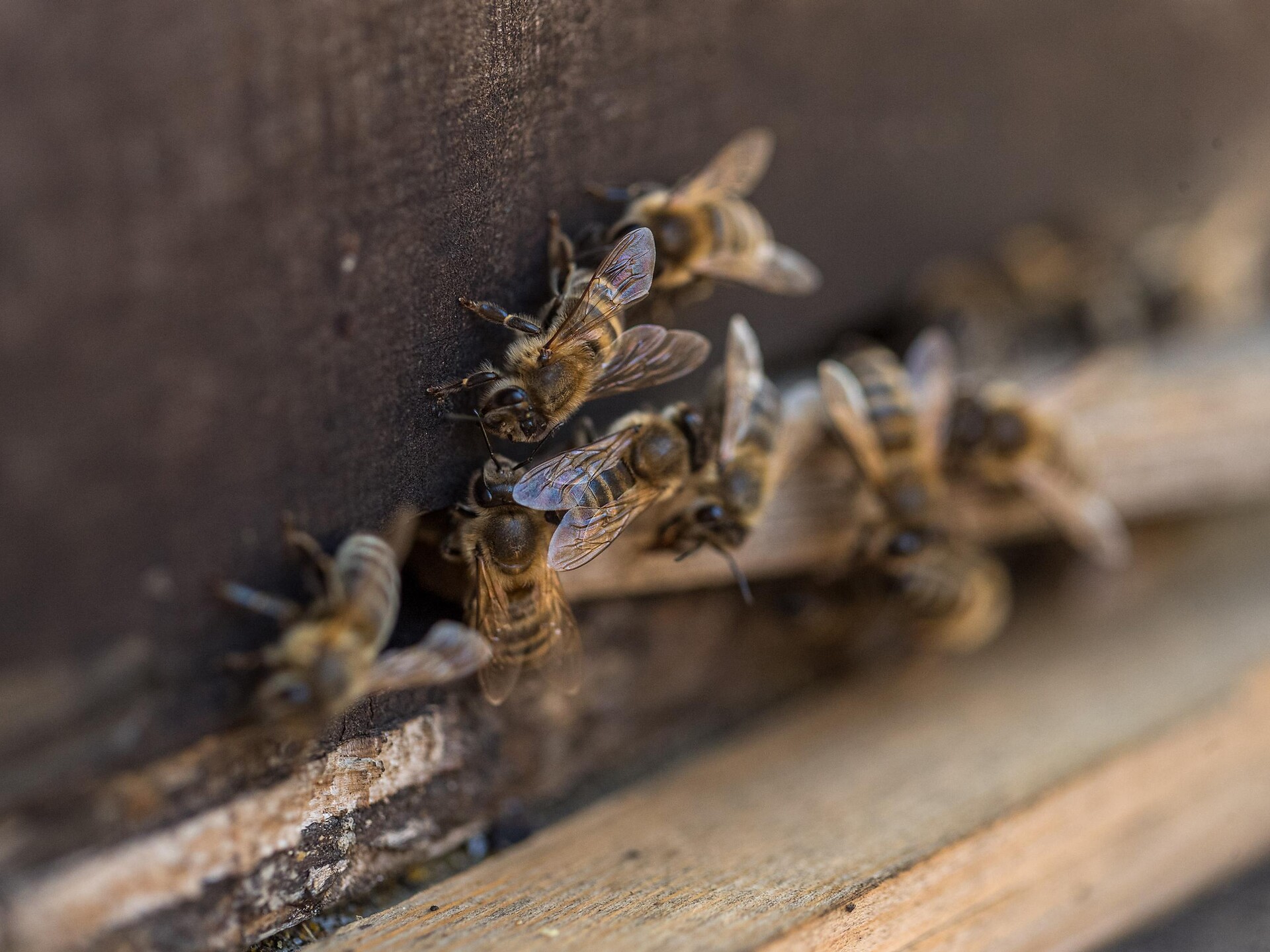 Beehive