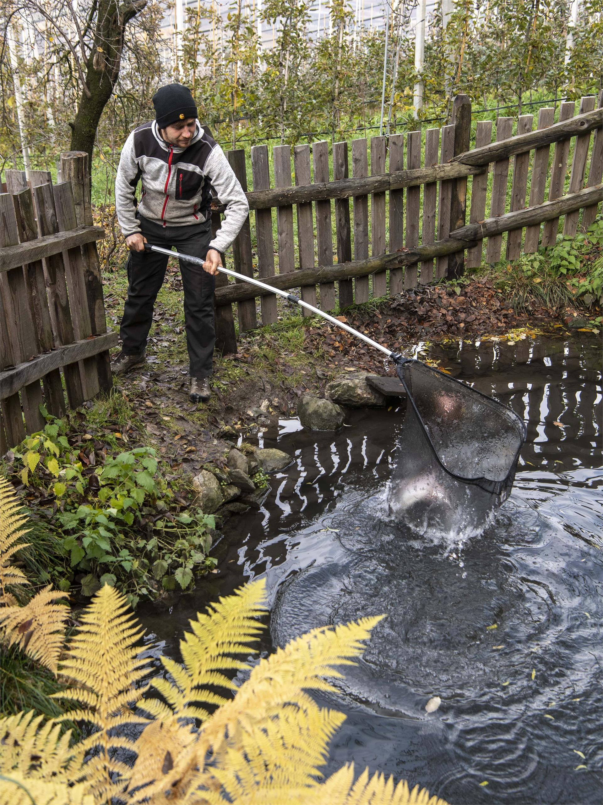 Maso biologico Niedereben Parcines 8 suedtirol.info