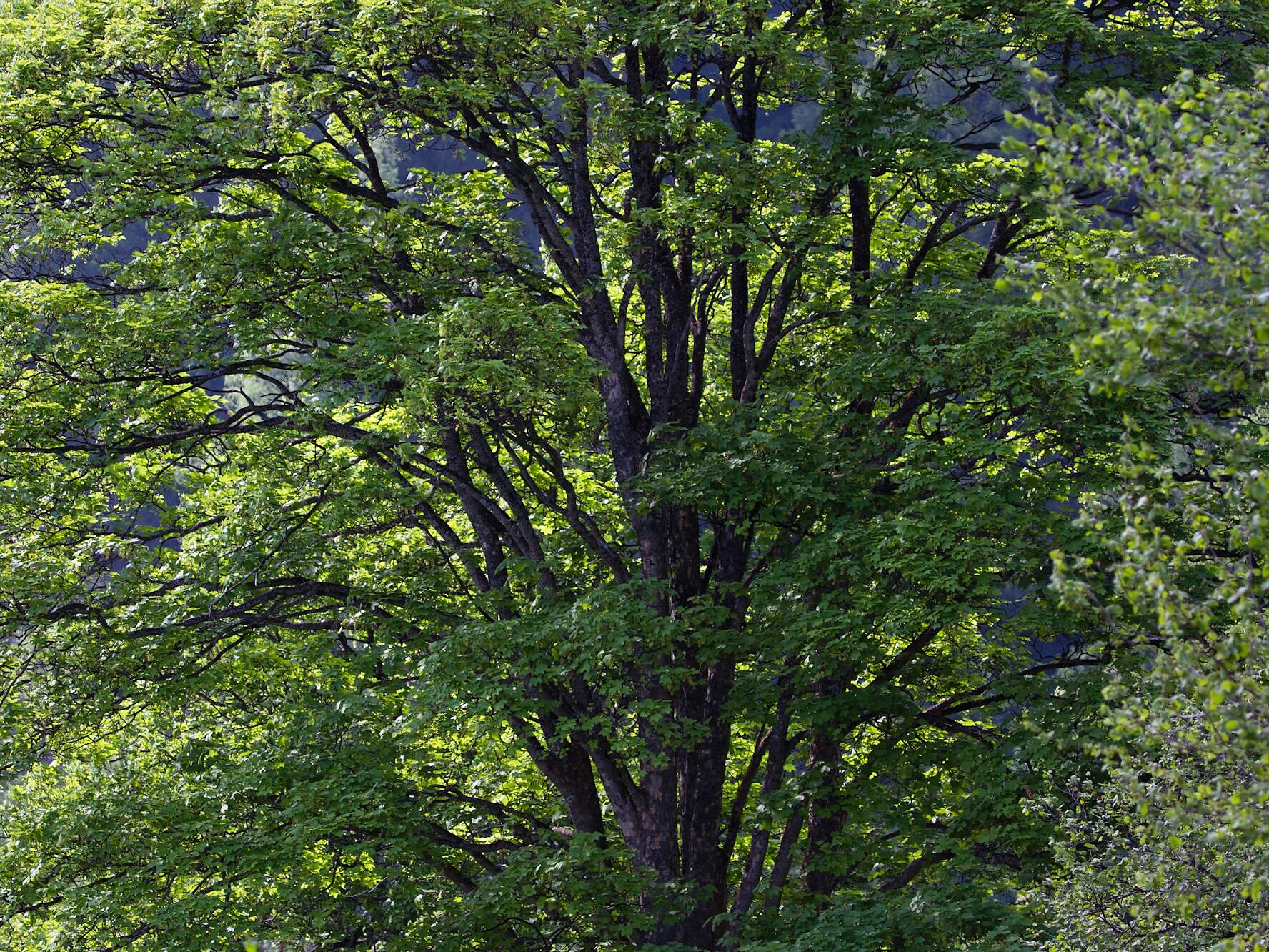 Acer pseudoplatanus