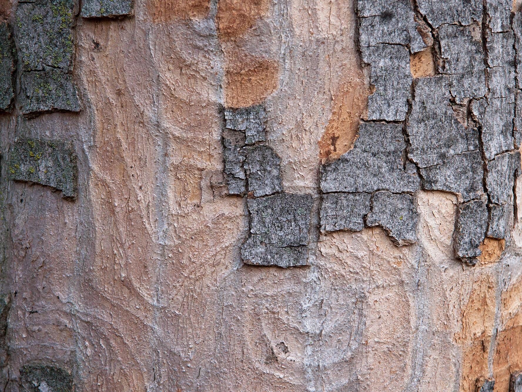 Acer pseudoplatanus