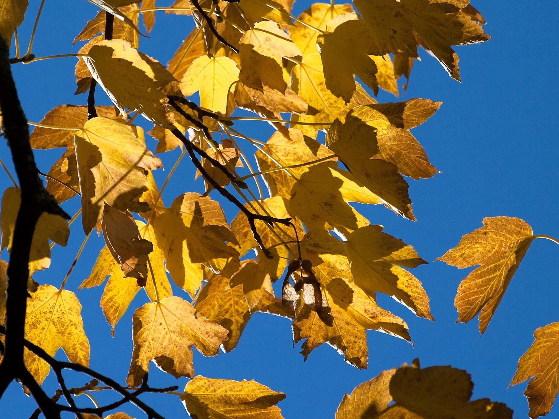 Acer pseudoplatanus