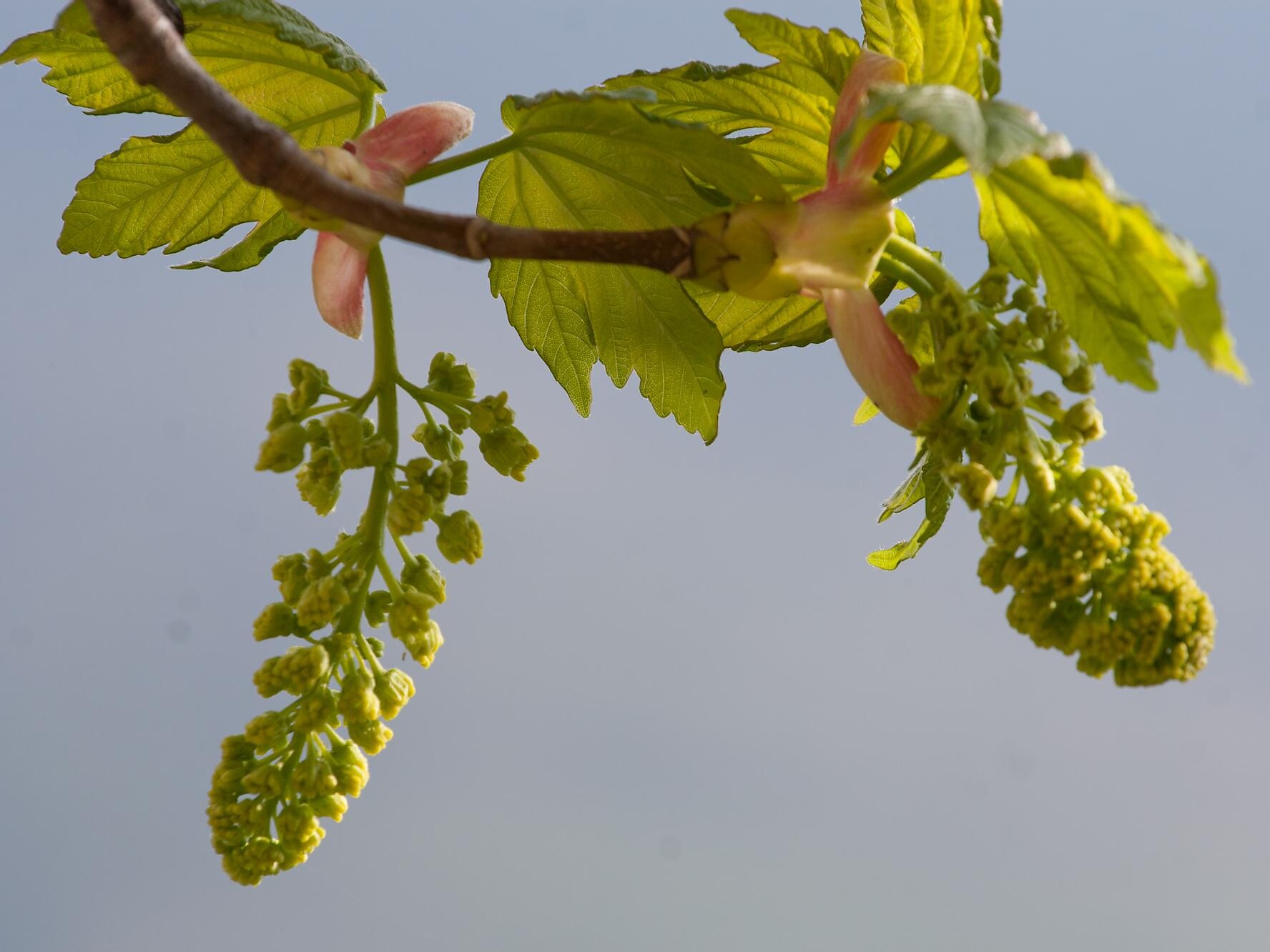 Acer pseudoplatanus