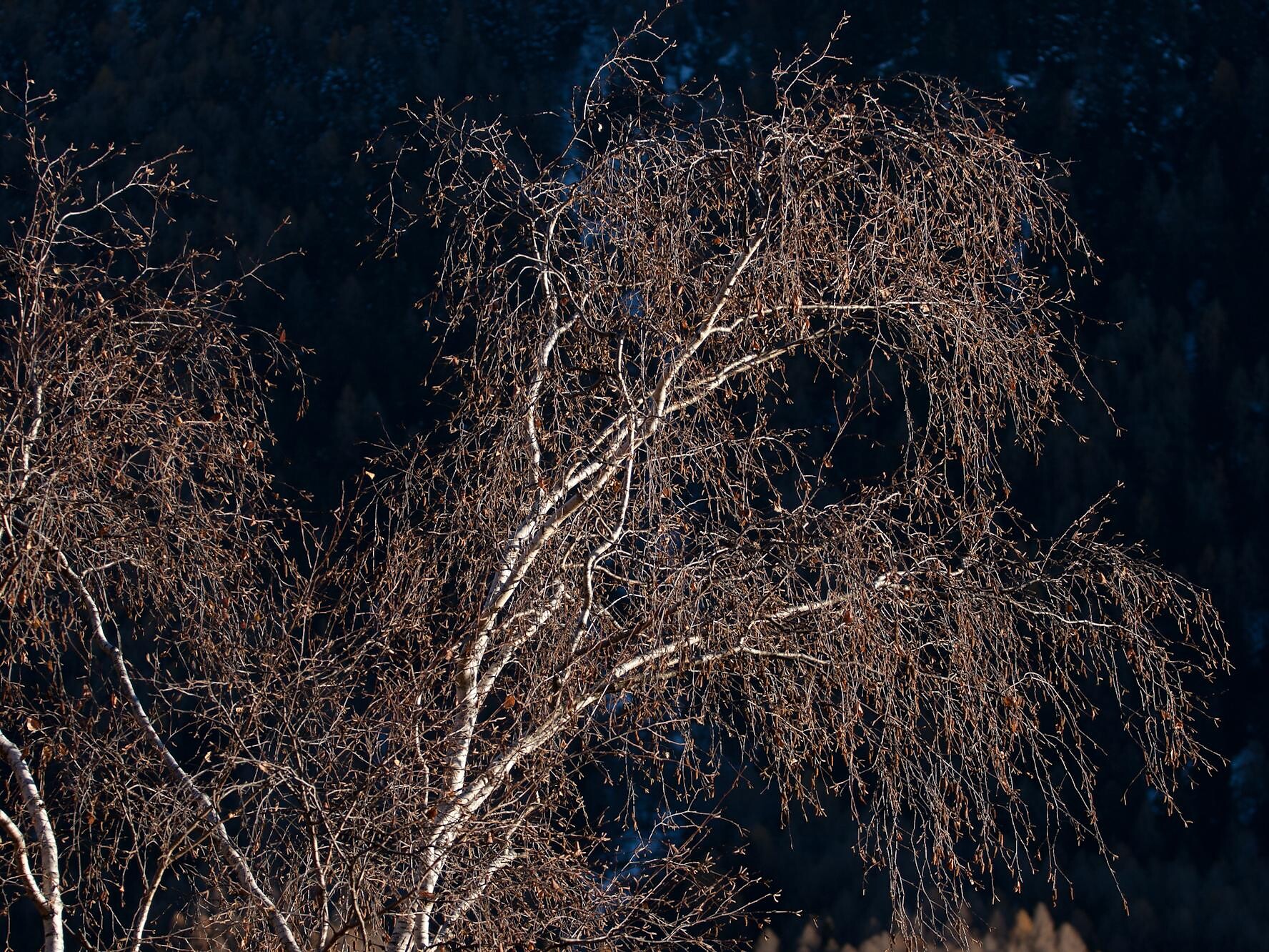 Betula pendula