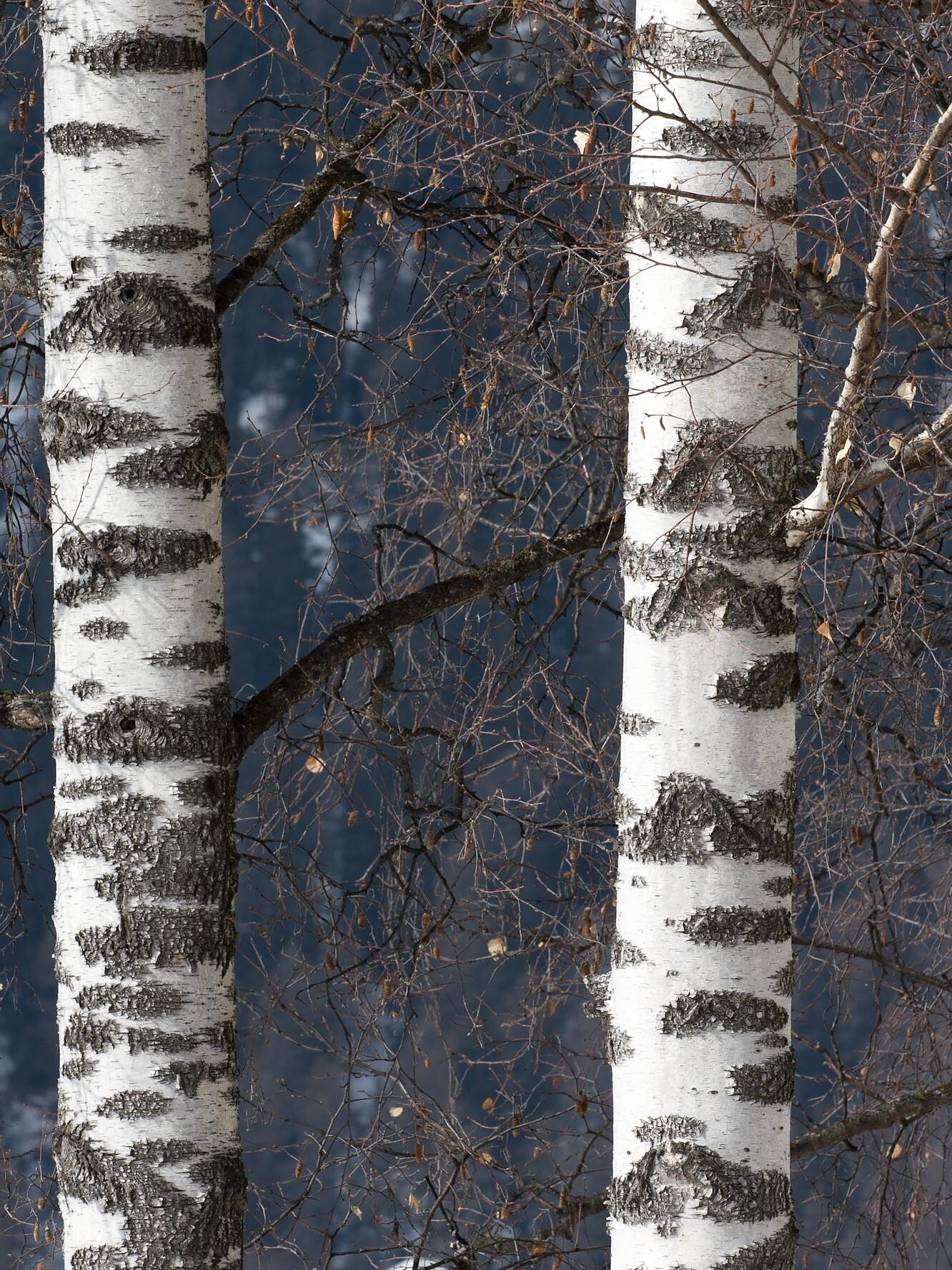 Betula pendula