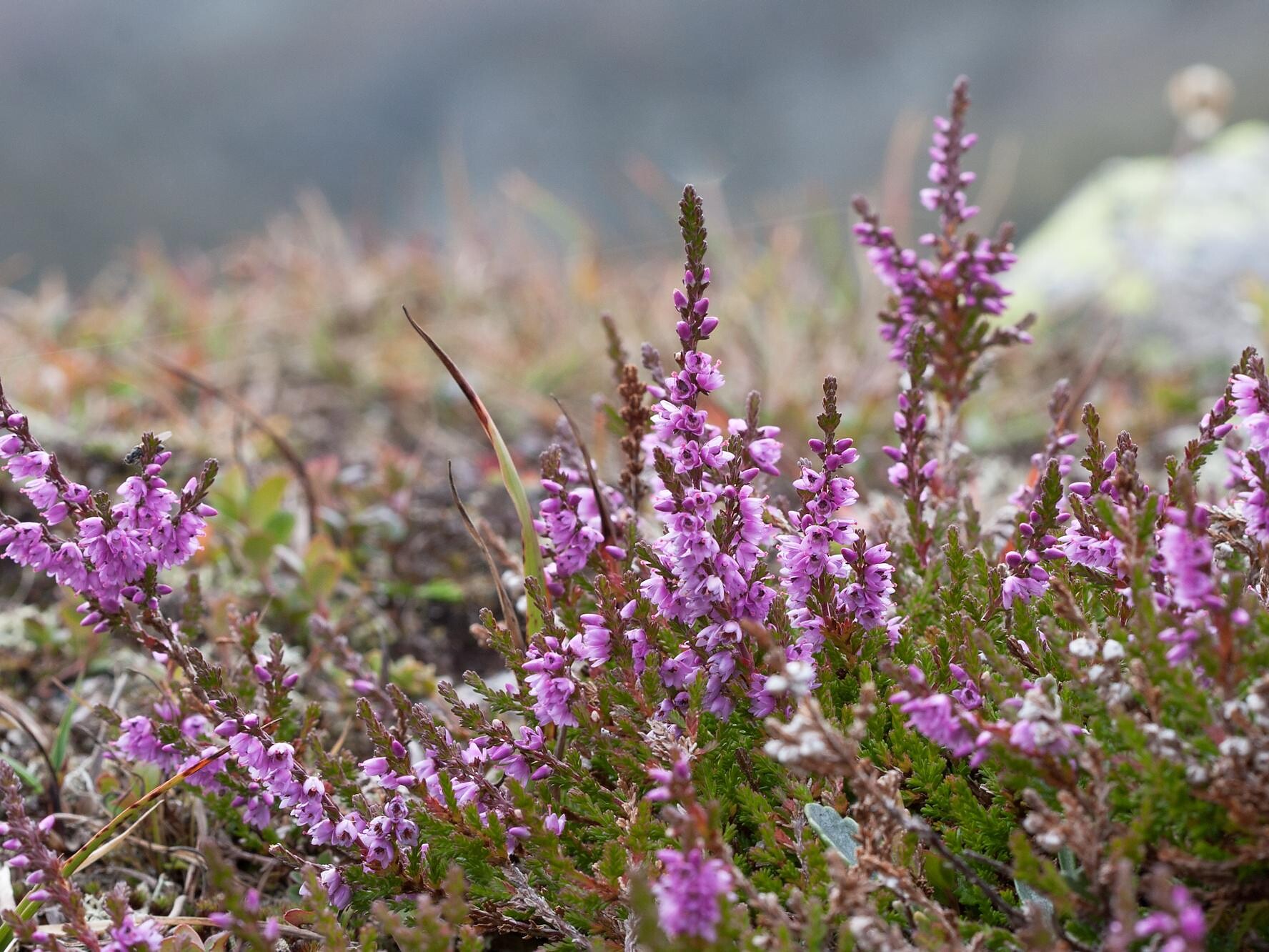 Calluna vulgaris