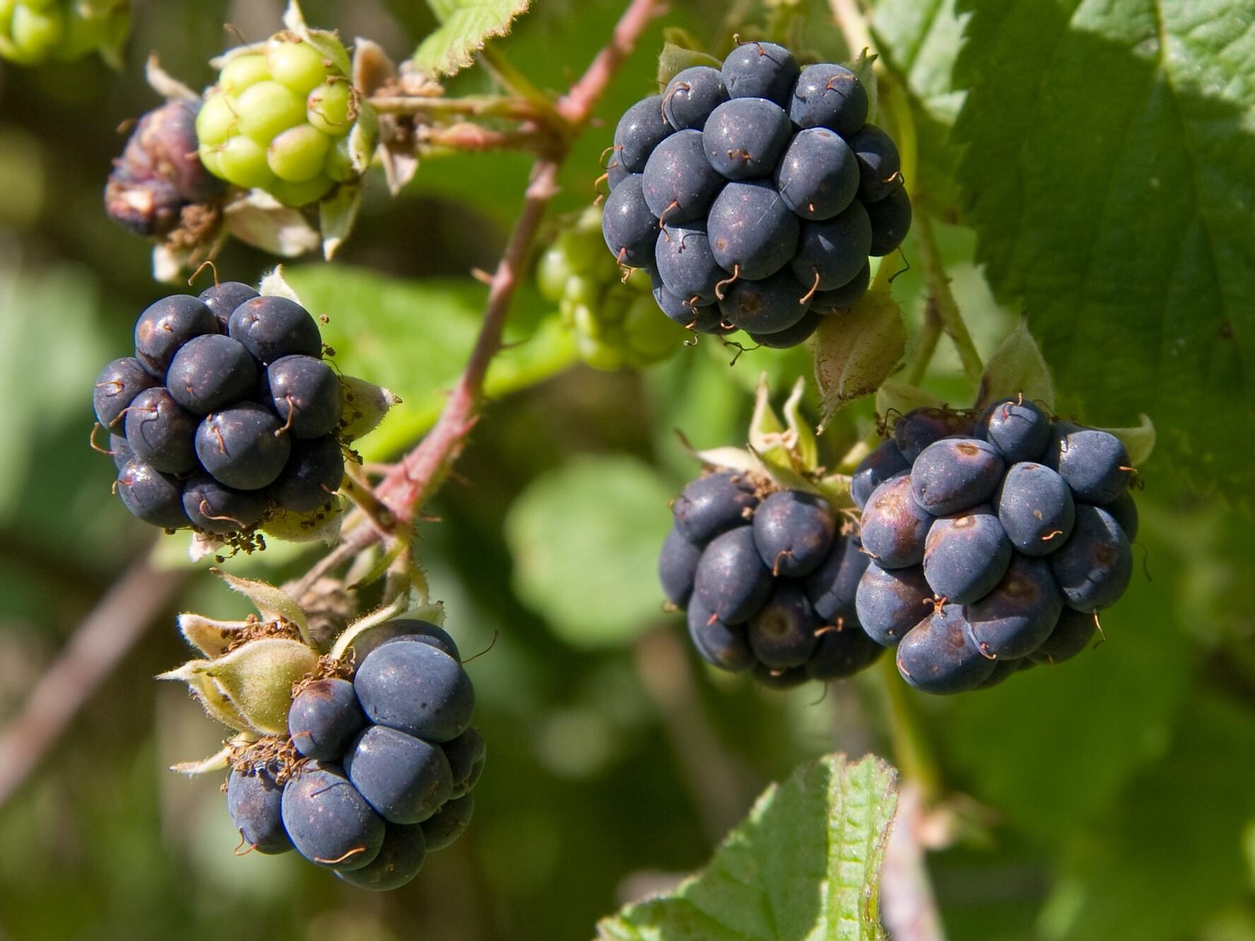 Rubus sp.