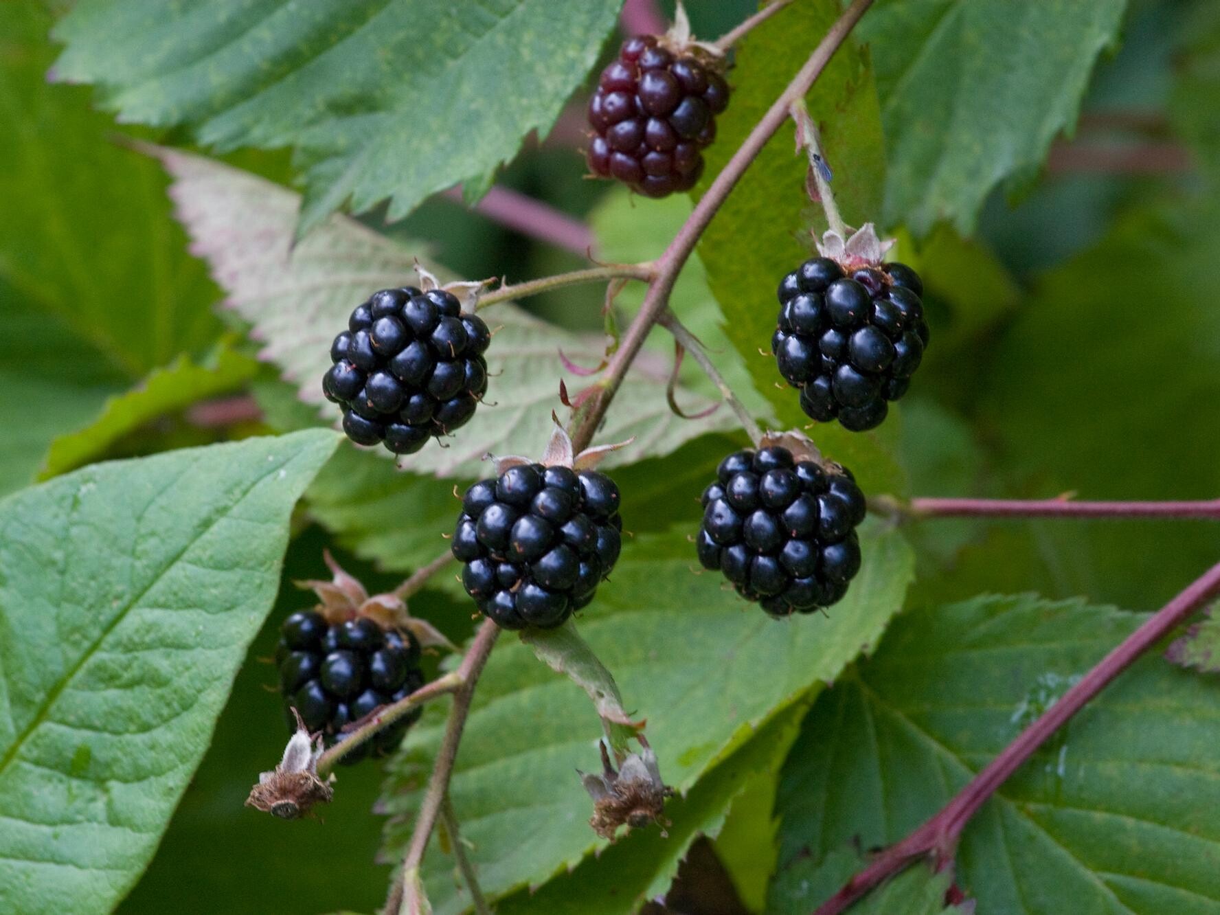 Rubus sp.