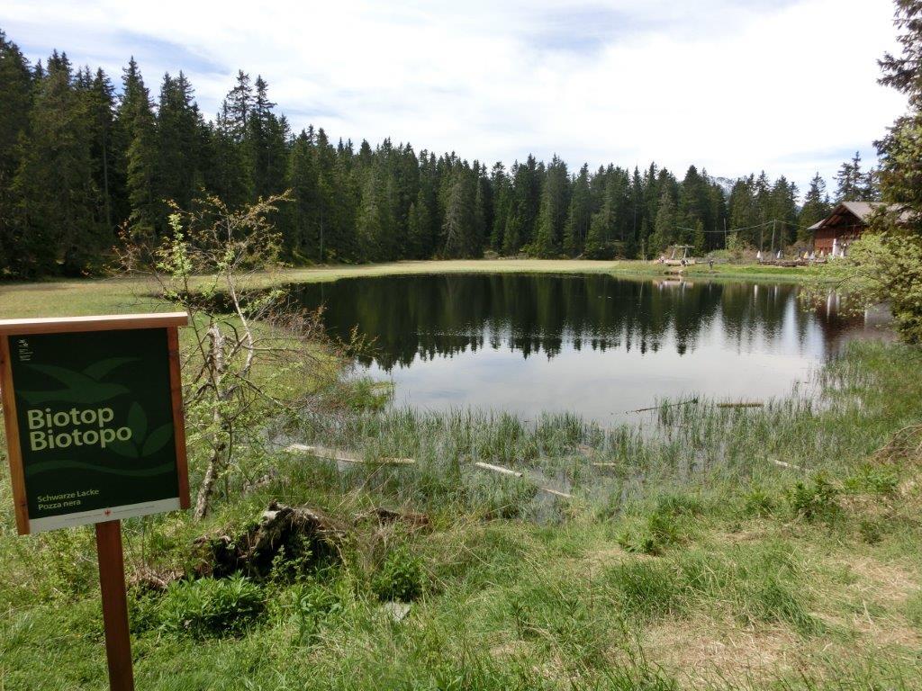Schwarze Lacke Habitat Algund/Lagundo 1 suedtirol.info