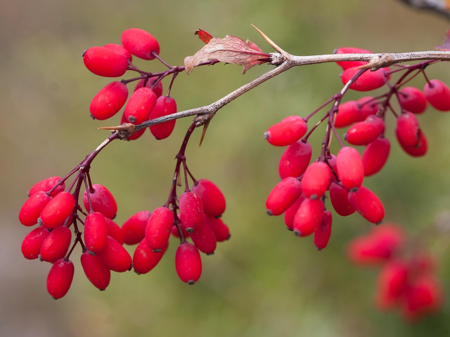 Berberis vulgaris
