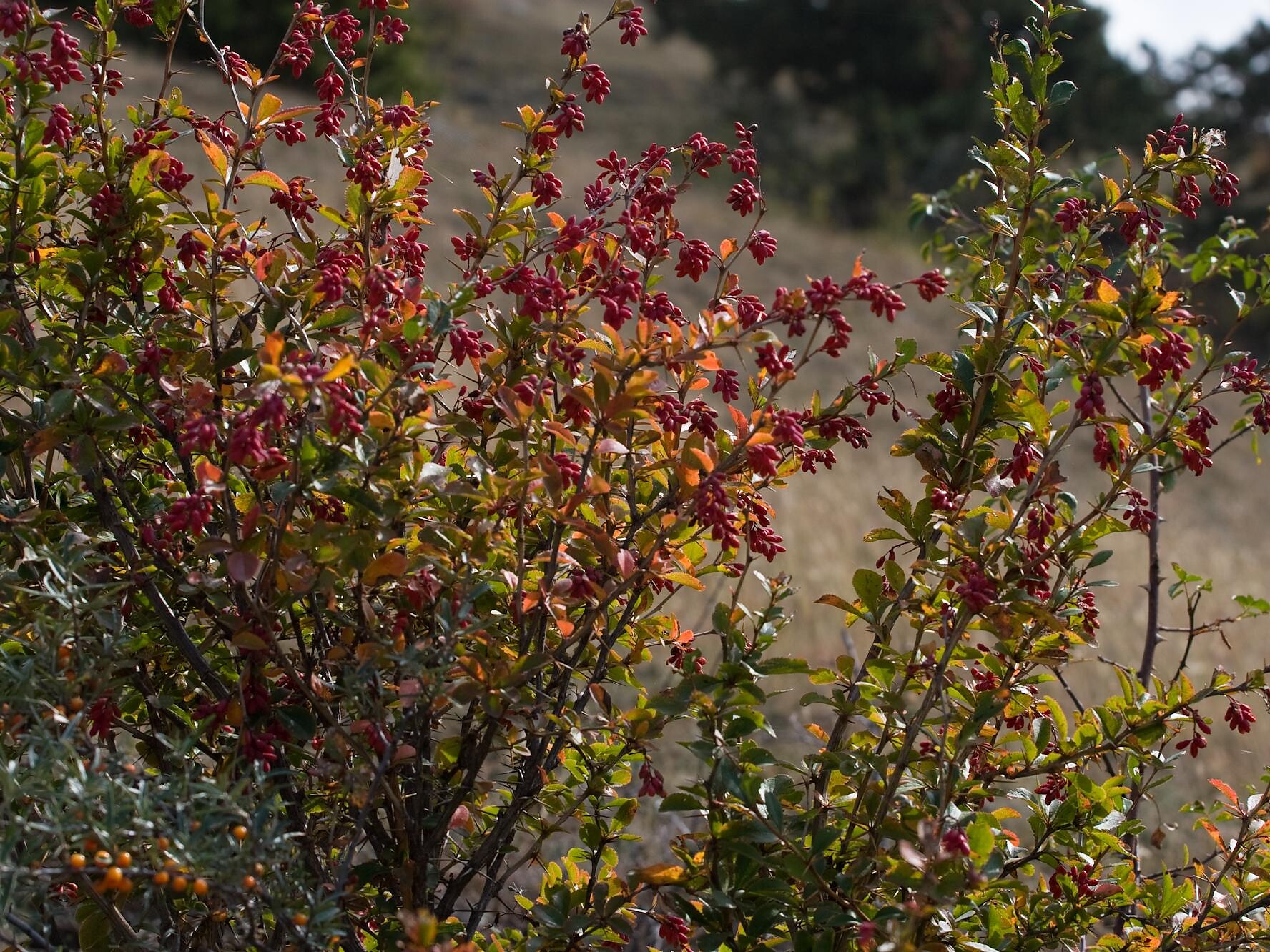 Berberis vulgaris
