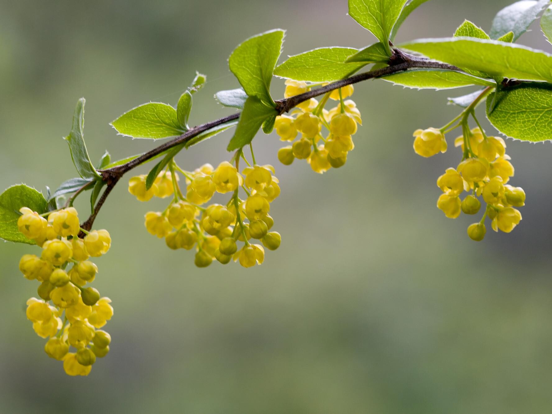 Berberis vulgaris