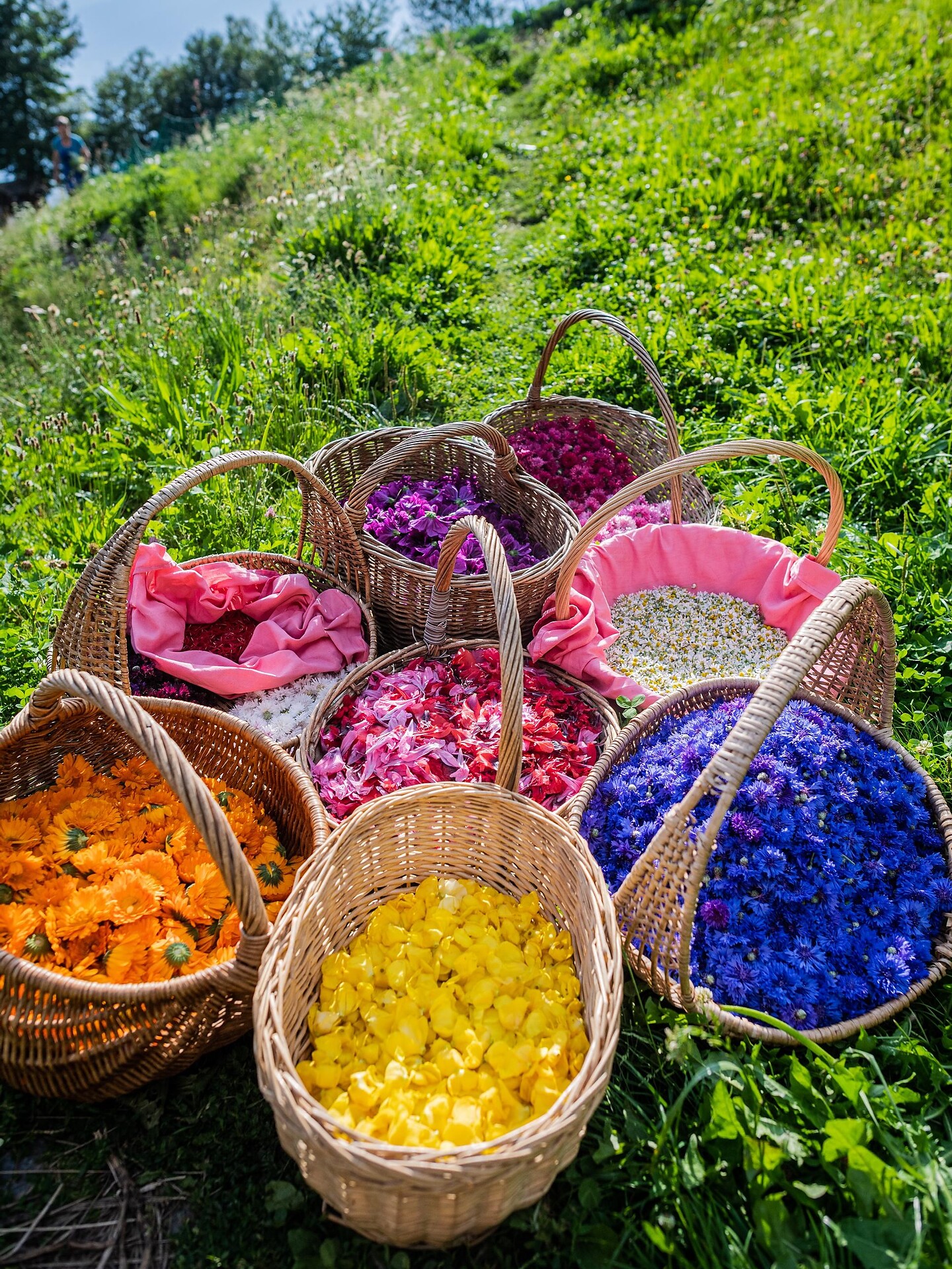 biological herbs