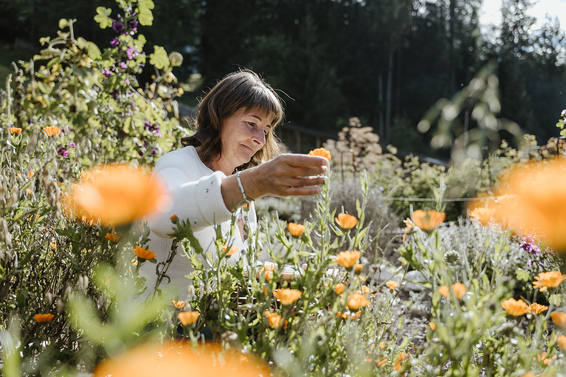 Alpine Herb Garden