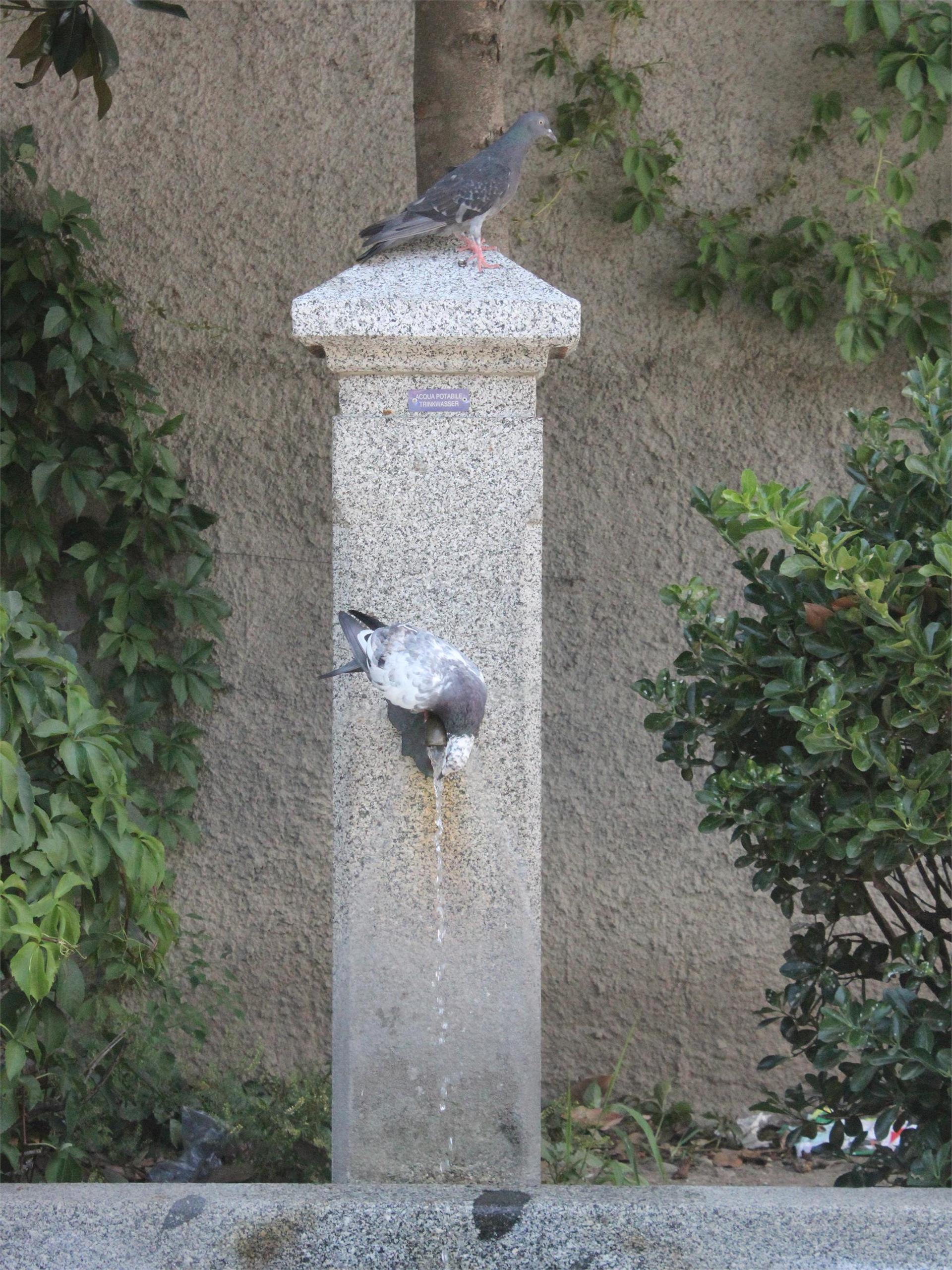 Brunnen Pfarrkirche Untermais Meran Meran 2 suedtirol.info