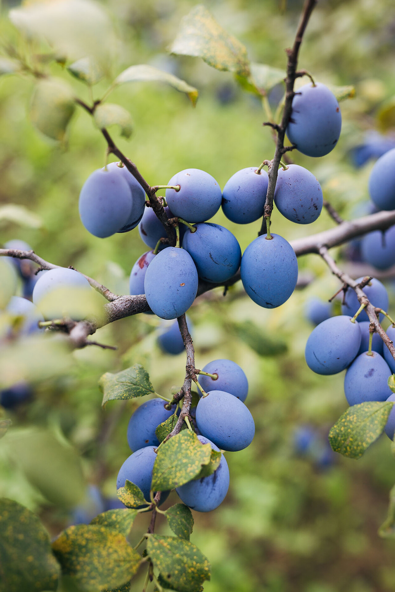 Plum