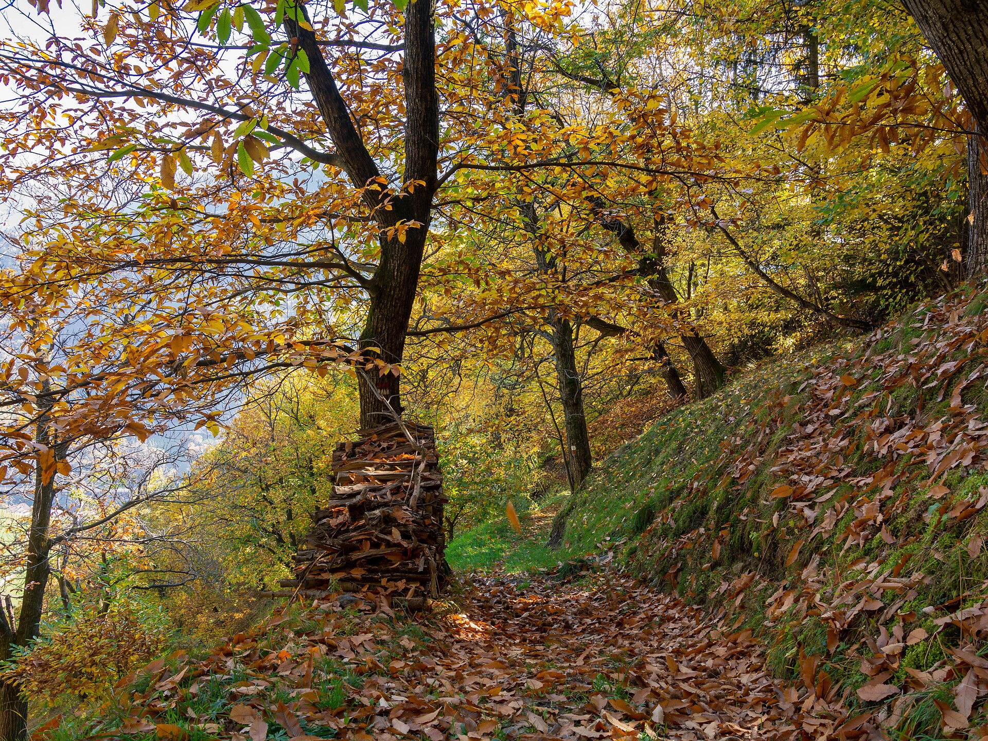 Chestnut grove
