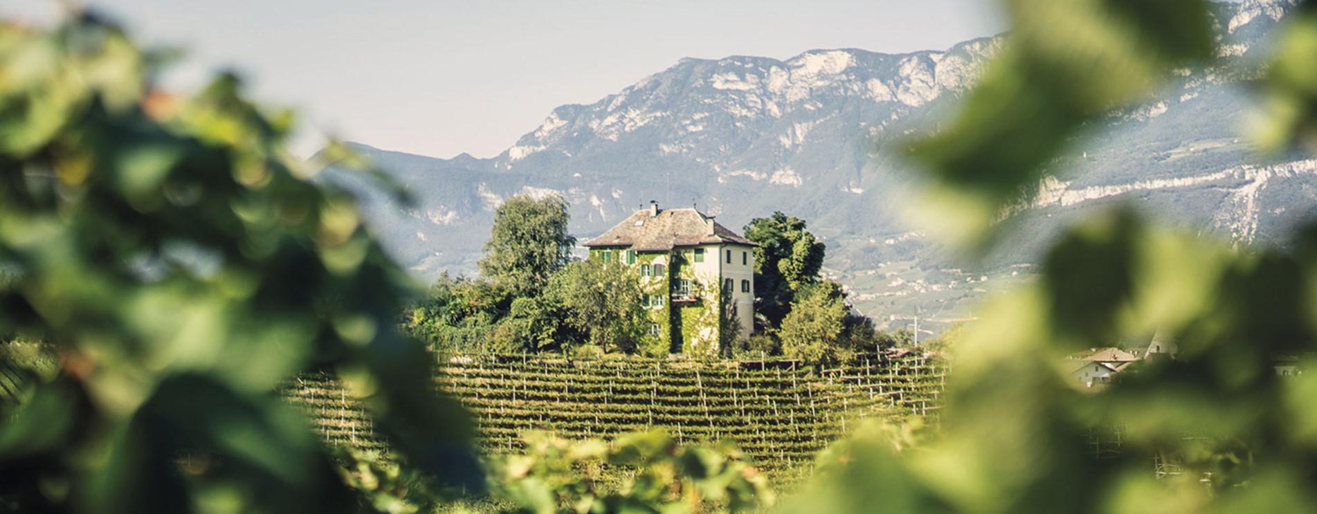 Baron Longo - Alto Adige Wine Road - #1 - suedtirol.info