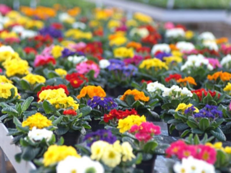 Fiori Griesser Castelrotto 1 suedtirol.info