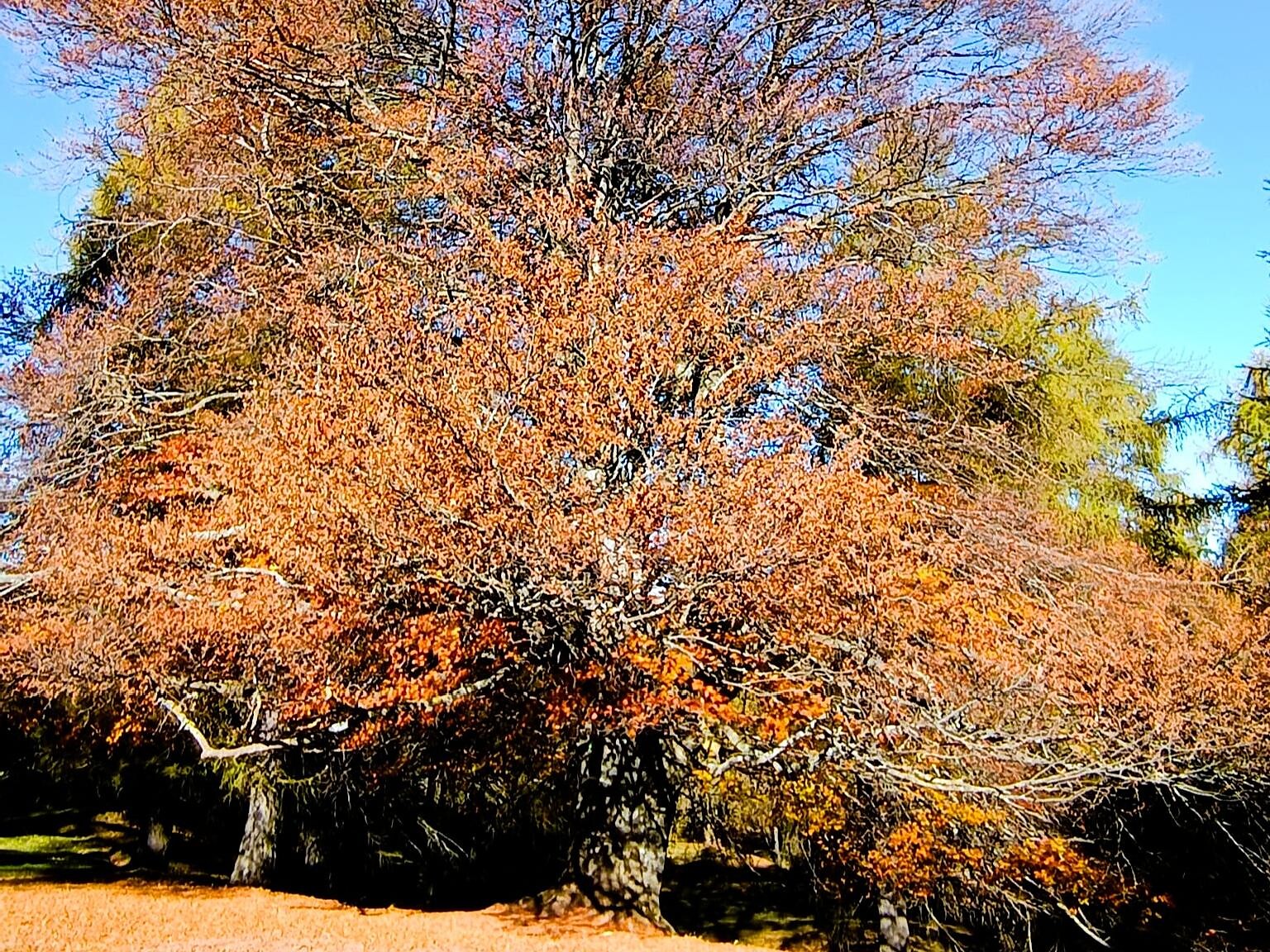 Faggio sul Colle del Giovo - Bolzano e dintorni - #2 - suedtirol.info