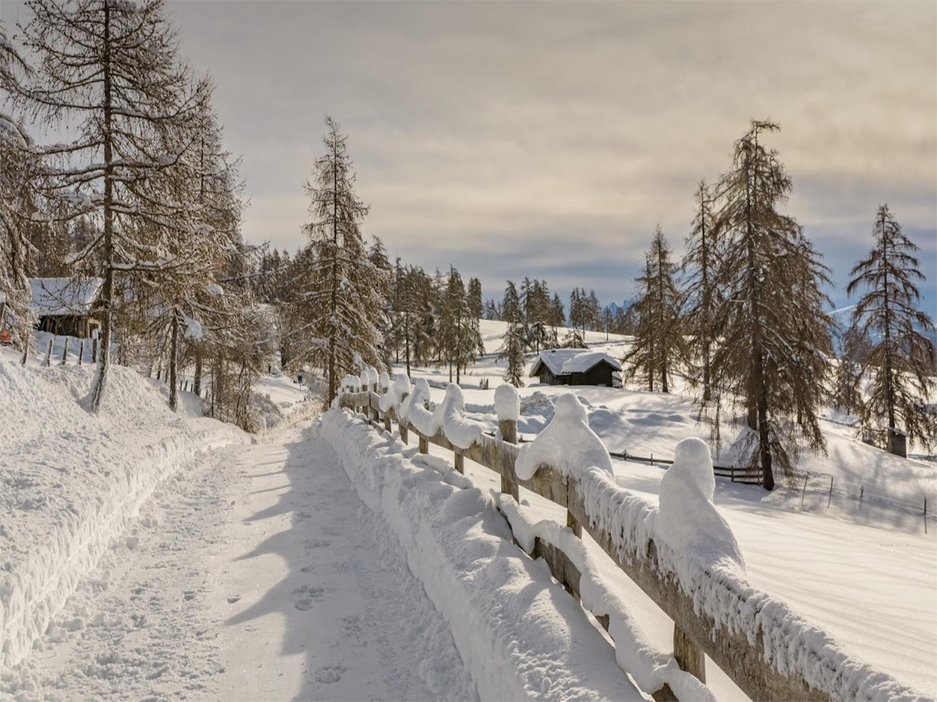 Der Salten - Europas größtes Lärchenhochplateau Jenesien 2 suedtirol.info