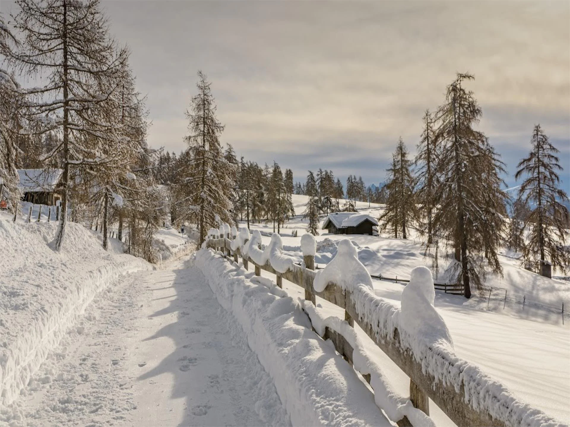 Der Salten - Europas größtes Lärchenhochplateau Jenesien 2 suedtirol.info