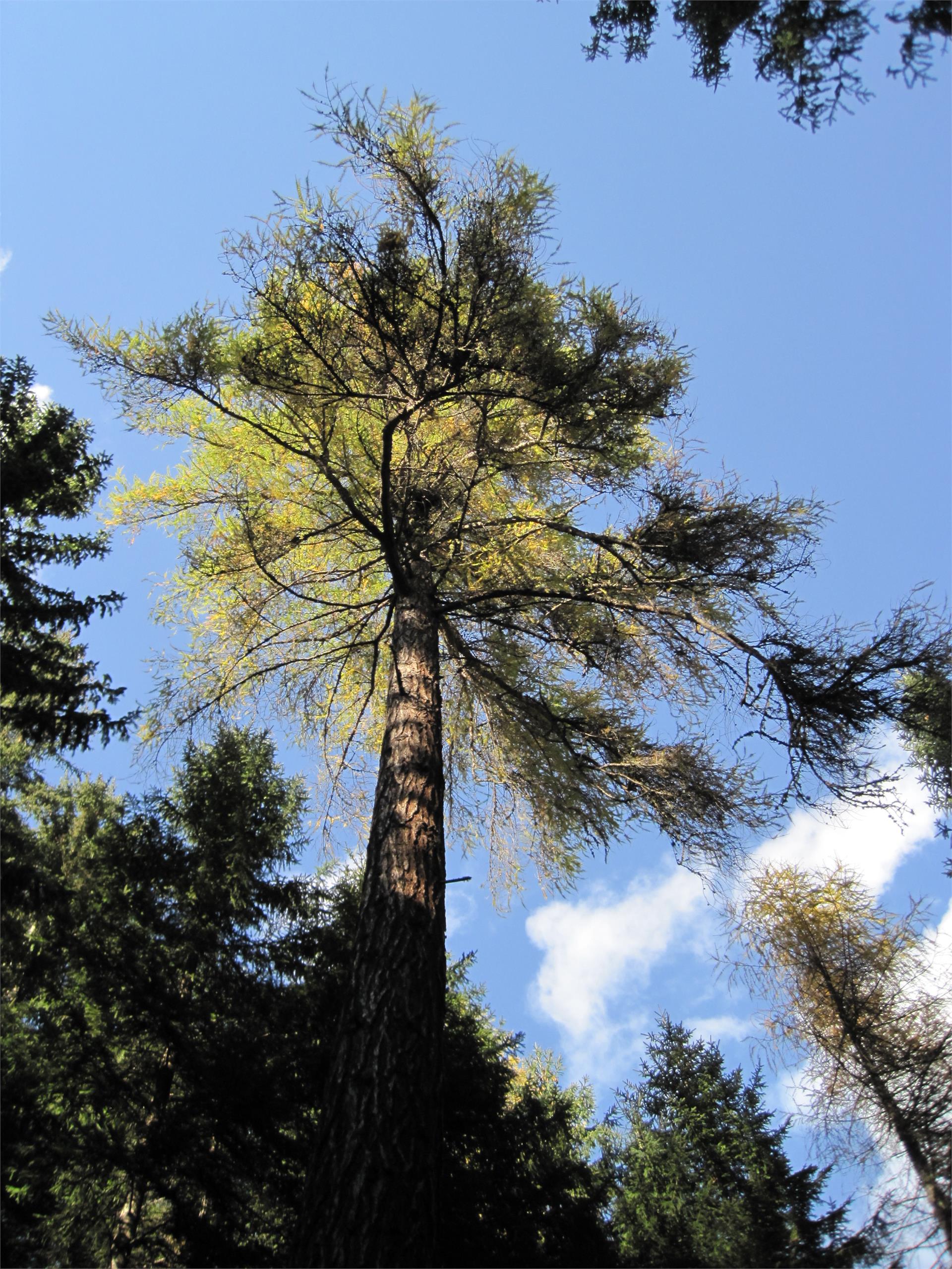 The king of the larch - a nature monument Olang/Valdaora 2 suedtirol.info