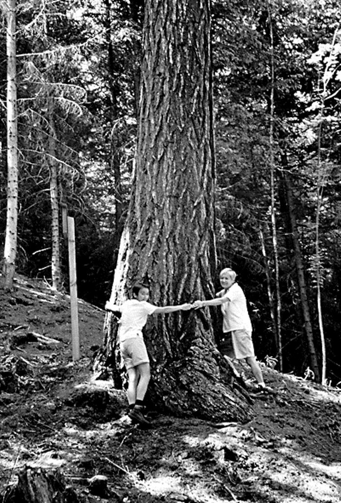 The king of the larch - a nature monument Olang/Valdaora 1 suedtirol.info