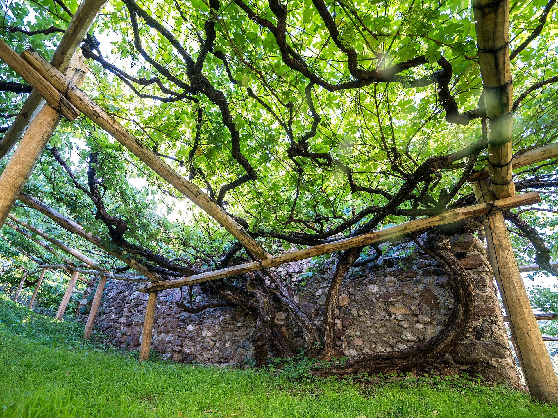 Versoaln Vine in Prissiano