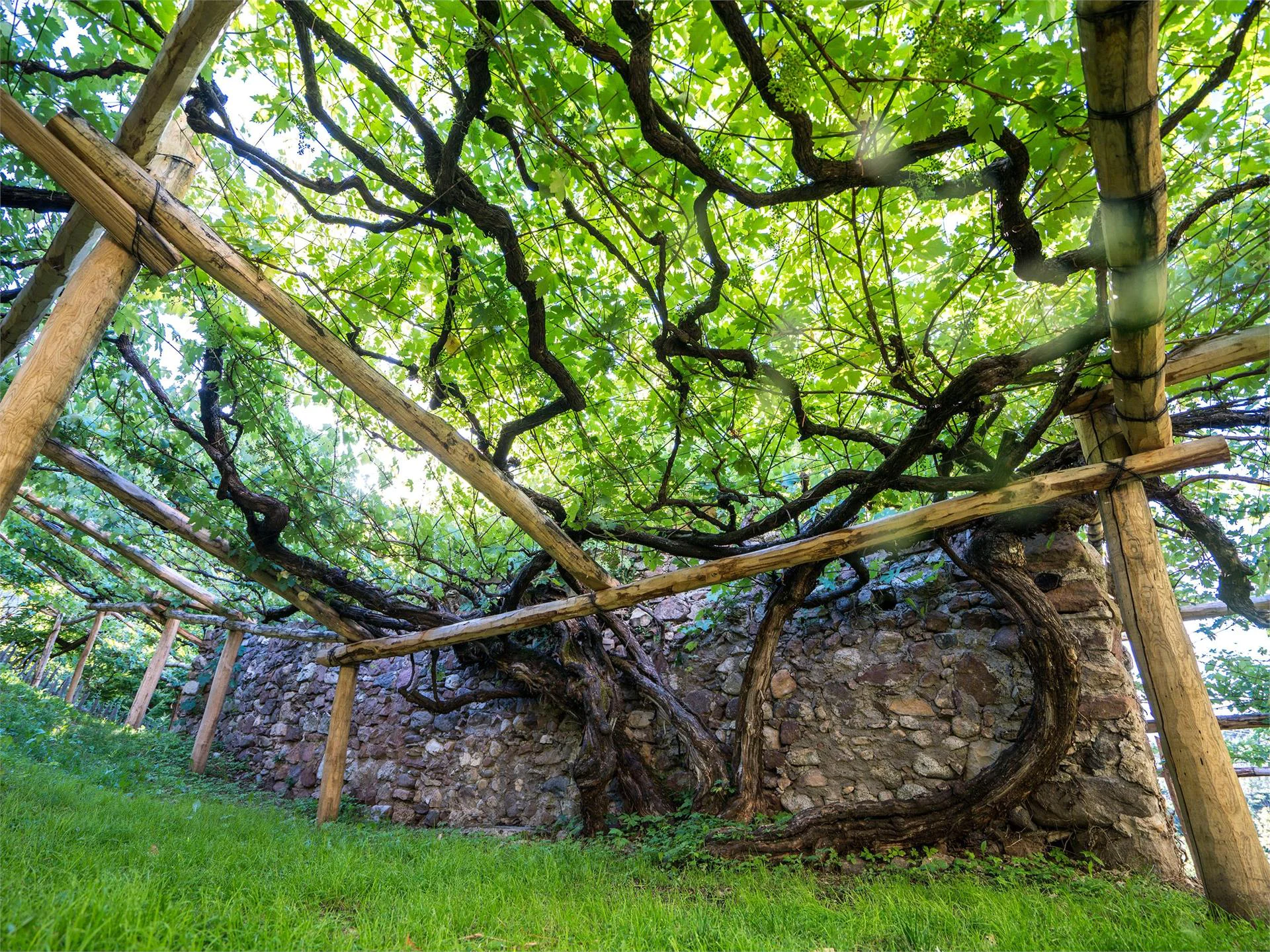 Versoaln Vine in Prissiano Tisens/Tesimo 1 suedtirol.info