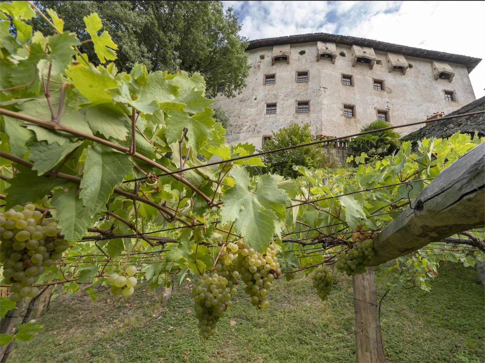 Versoaln Vine in Prissiano Tisens/Tesimo 4 suedtirol.info