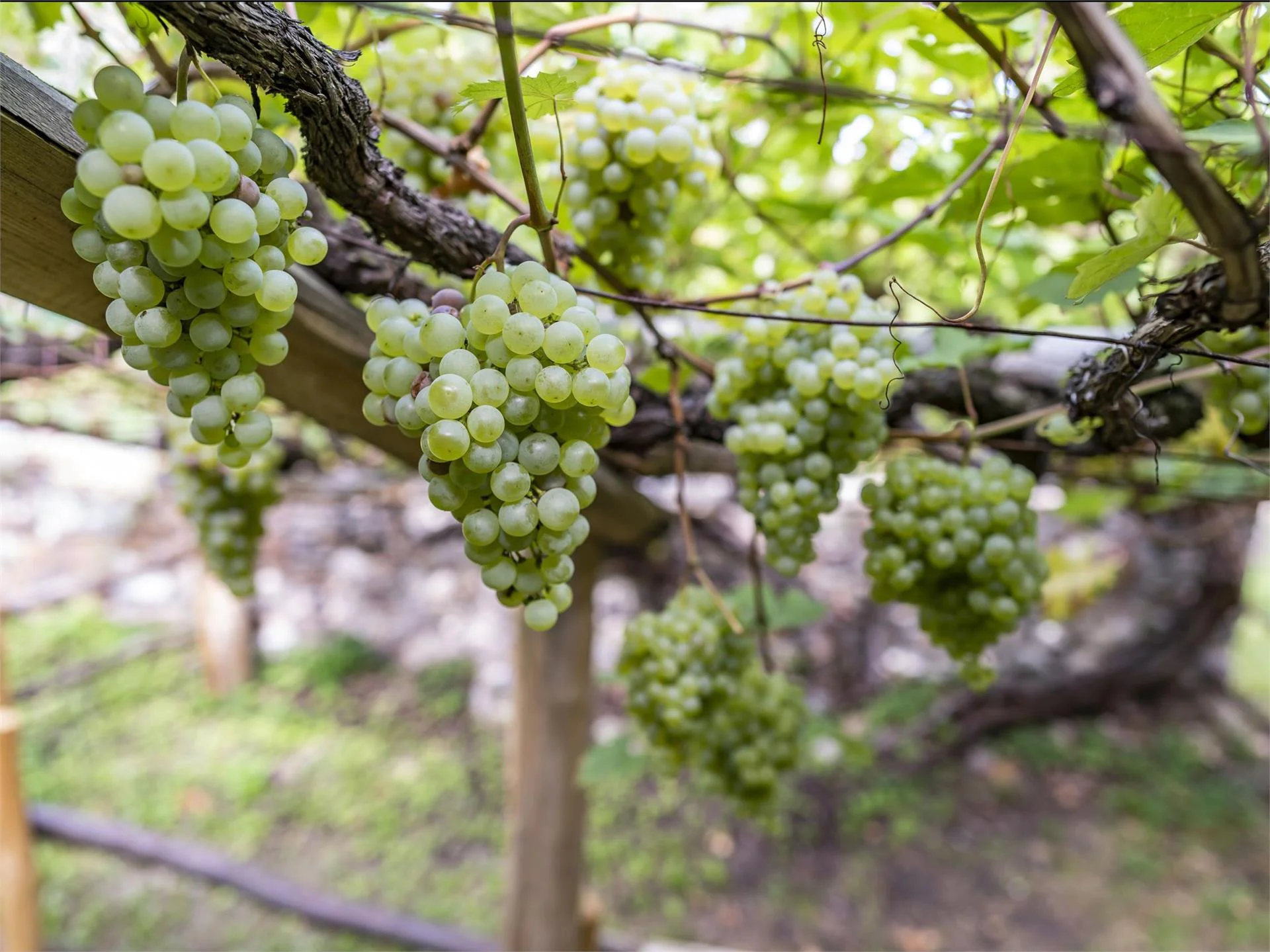 Versoaln Vine in Prissiano Tisens/Tesimo 3 suedtirol.info