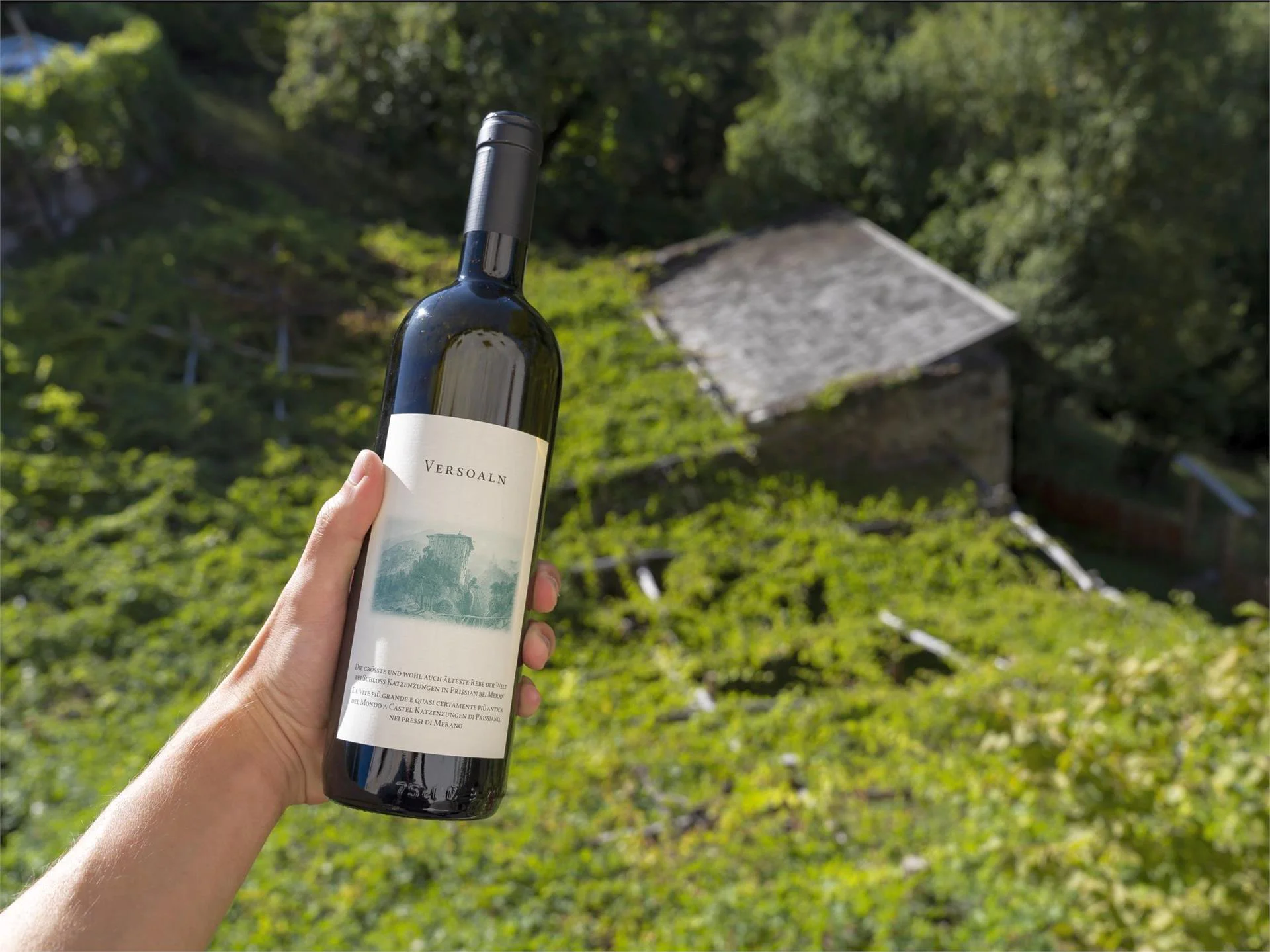 Versoaln Vine in Prissiano Tisens/Tesimo 5 suedtirol.info