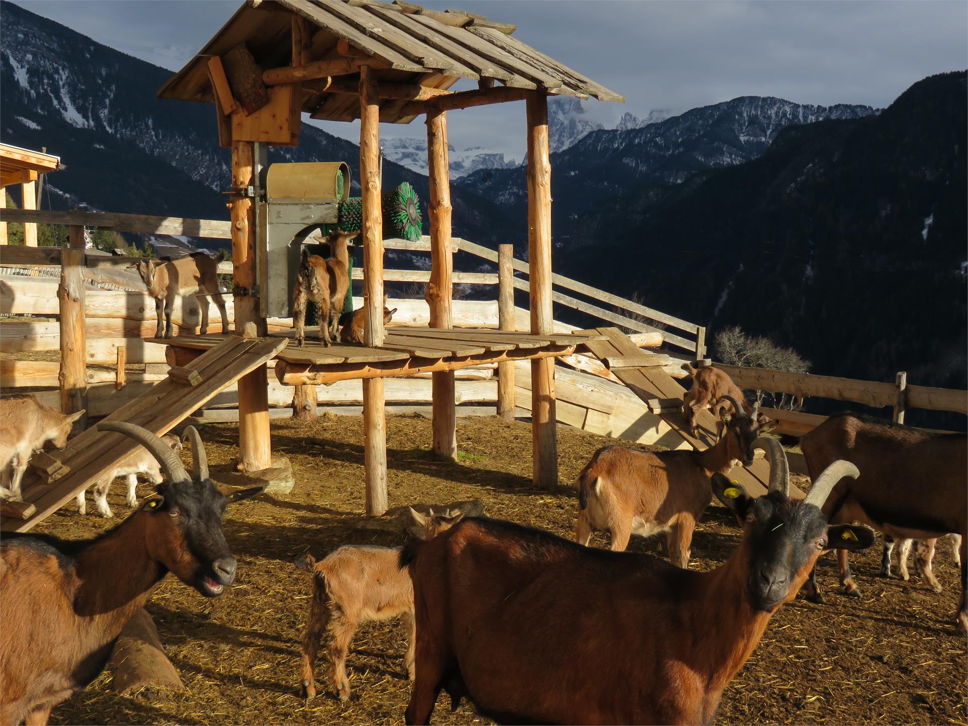 Davids's Goashof Lajen/Laion 1 suedtirol.info