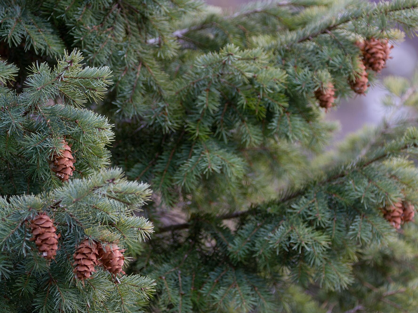 Pseudotsuga menziesii