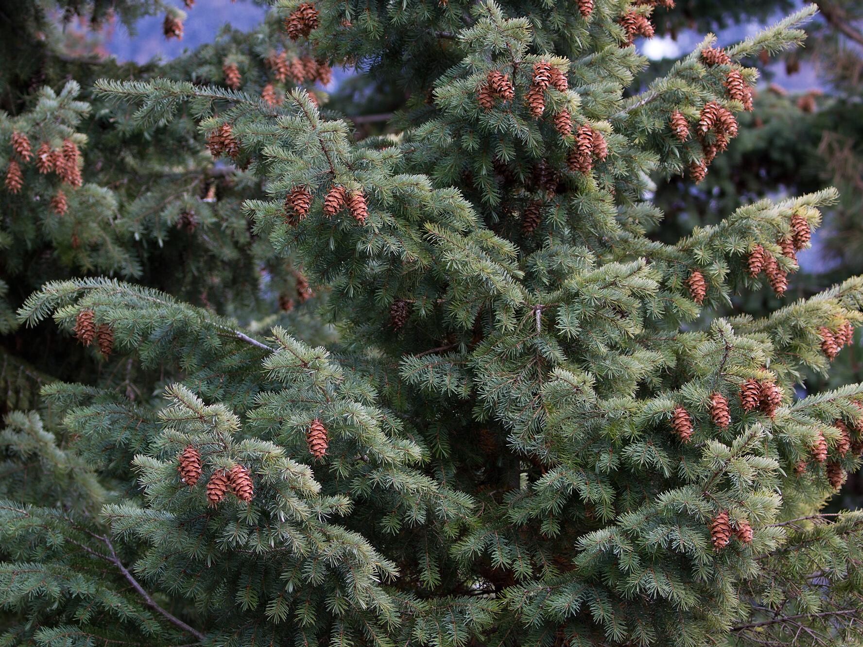 Pseudotsuga menziesii
